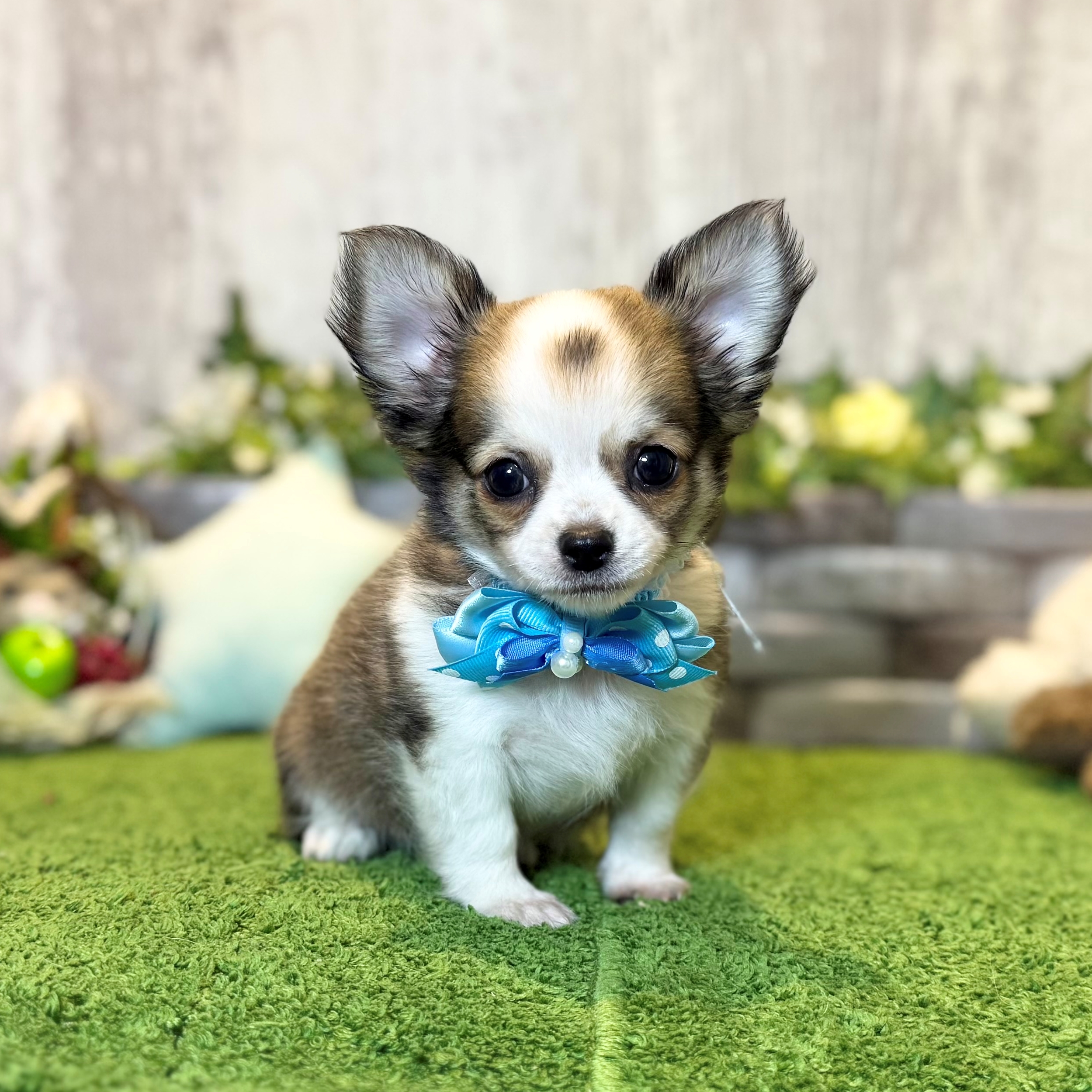 兵庫県のチワワ(ロング) (ペッツワン姫路大津店/2026年2月18日生まれ/男の子/レッドホワイト)の子犬