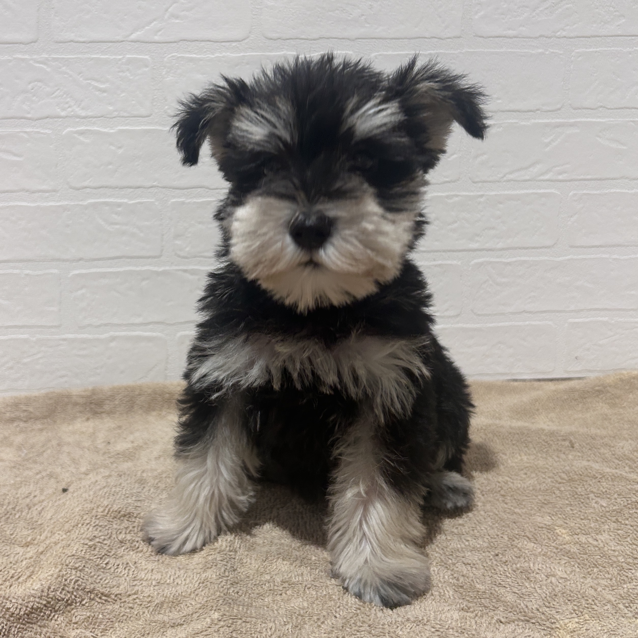 愛知県のミニチュアシュナウザー (ペッツワン常滑店/2026年2月19日生まれ/男の子/ブラックシルバー)の子犬の1枚目の画像