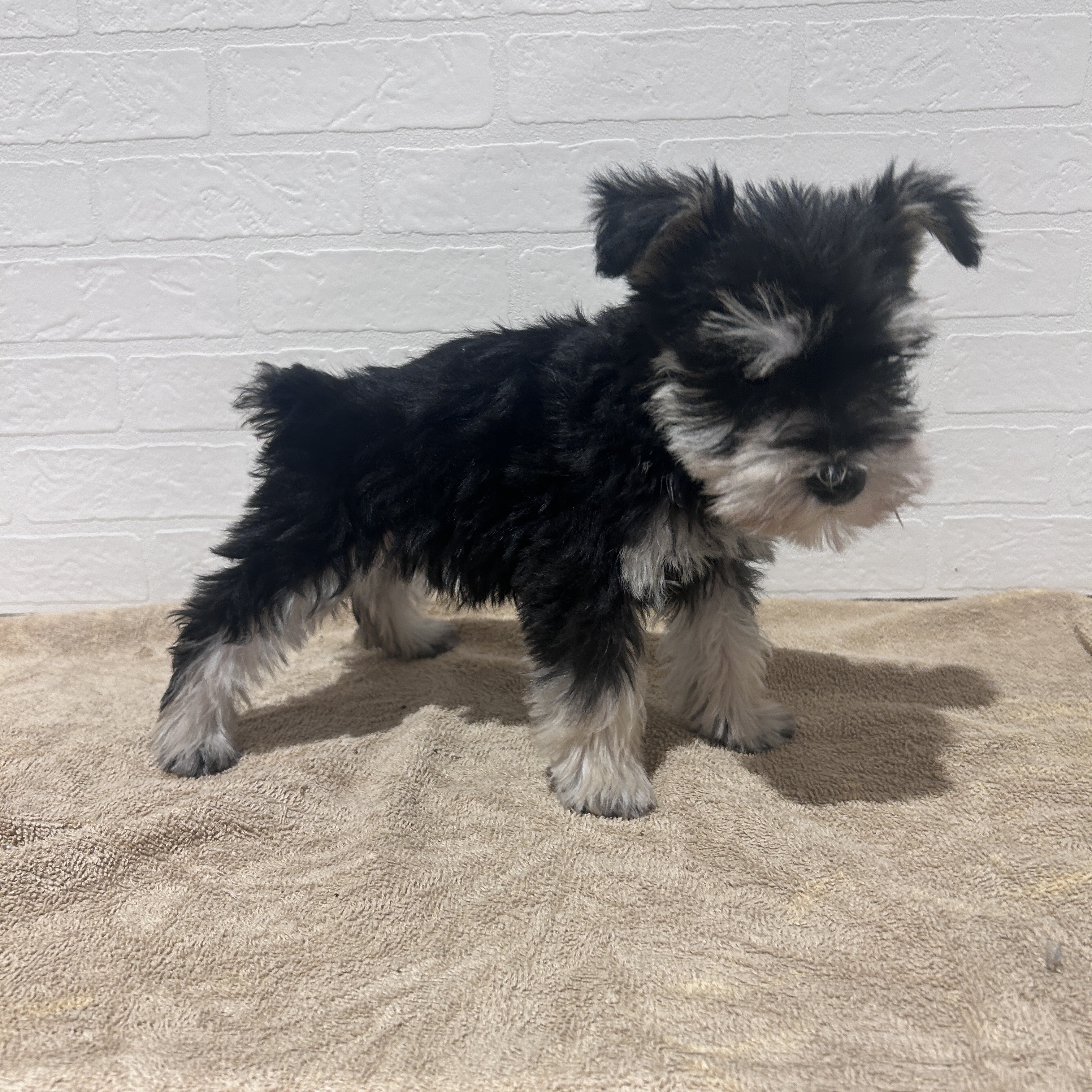 愛知県のミニチュアシュナウザー (ペッツワン常滑店/2026年2月19日生まれ/男の子/ブラックシルバー)の子犬の2枚目の画像