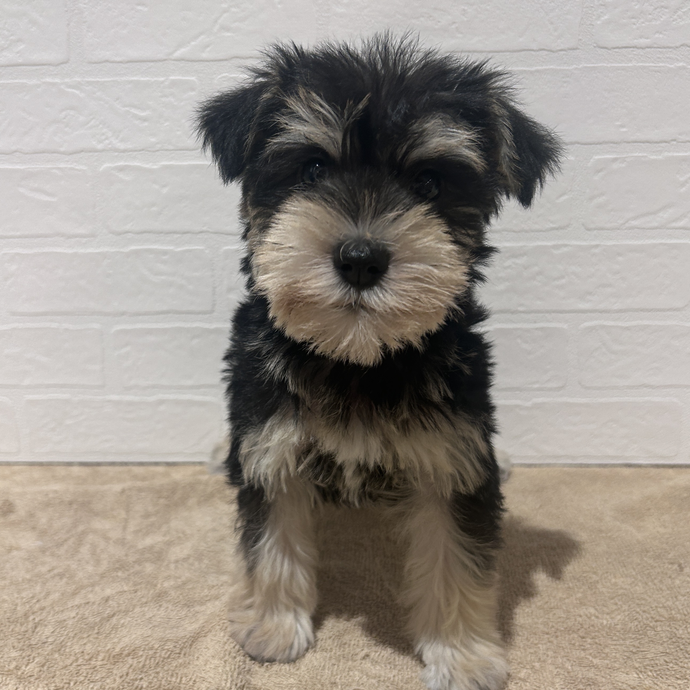 愛知県のミニチュアシュナウザー (ペッツワン常滑店/2026年2月19日生まれ/女の子/ブラックシルバー)の子犬の1枚目の画像