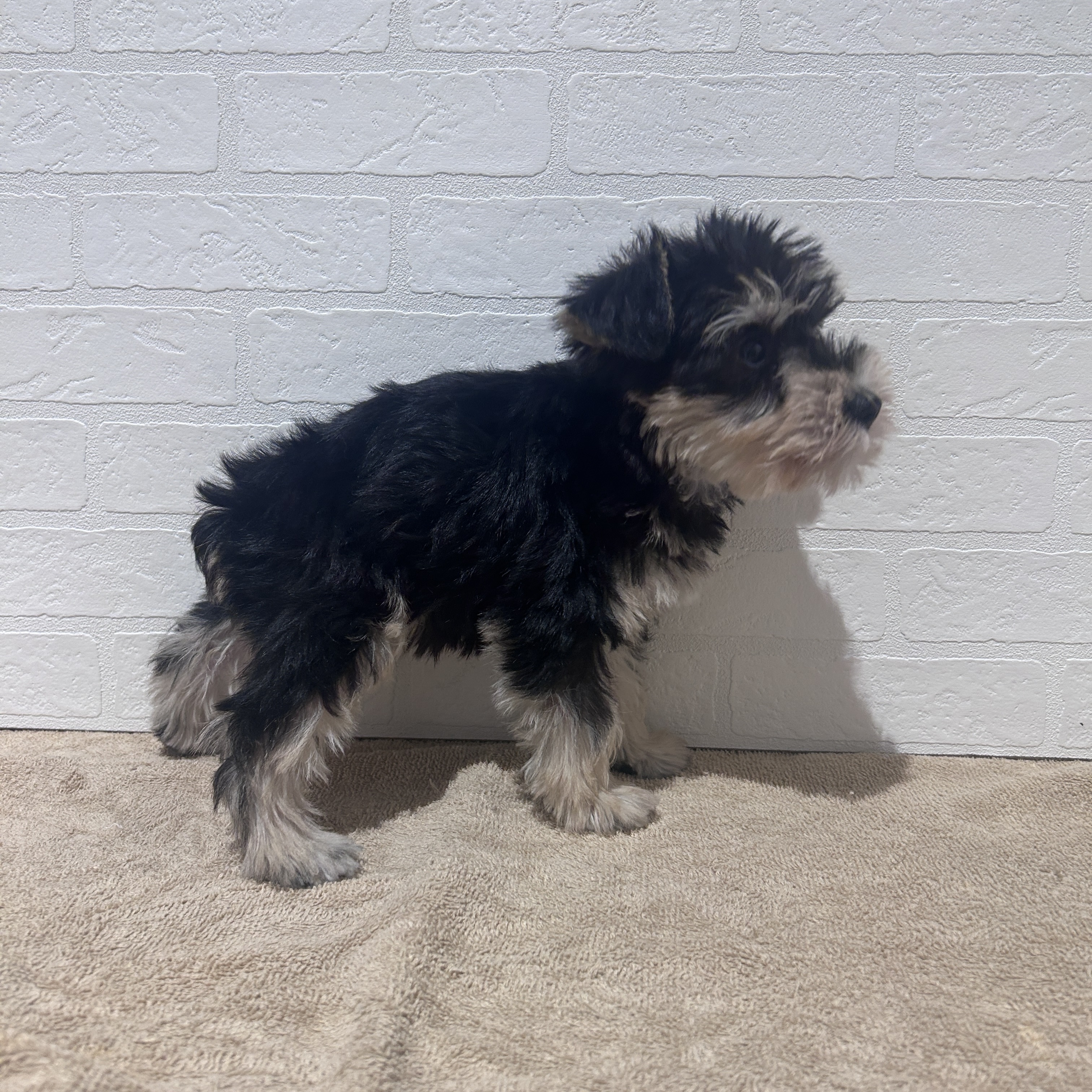 愛知県のミニチュアシュナウザー (ペッツワン常滑店/2026年2月19日生まれ/女の子/ブラックシルバー)の子犬の2枚目の画像