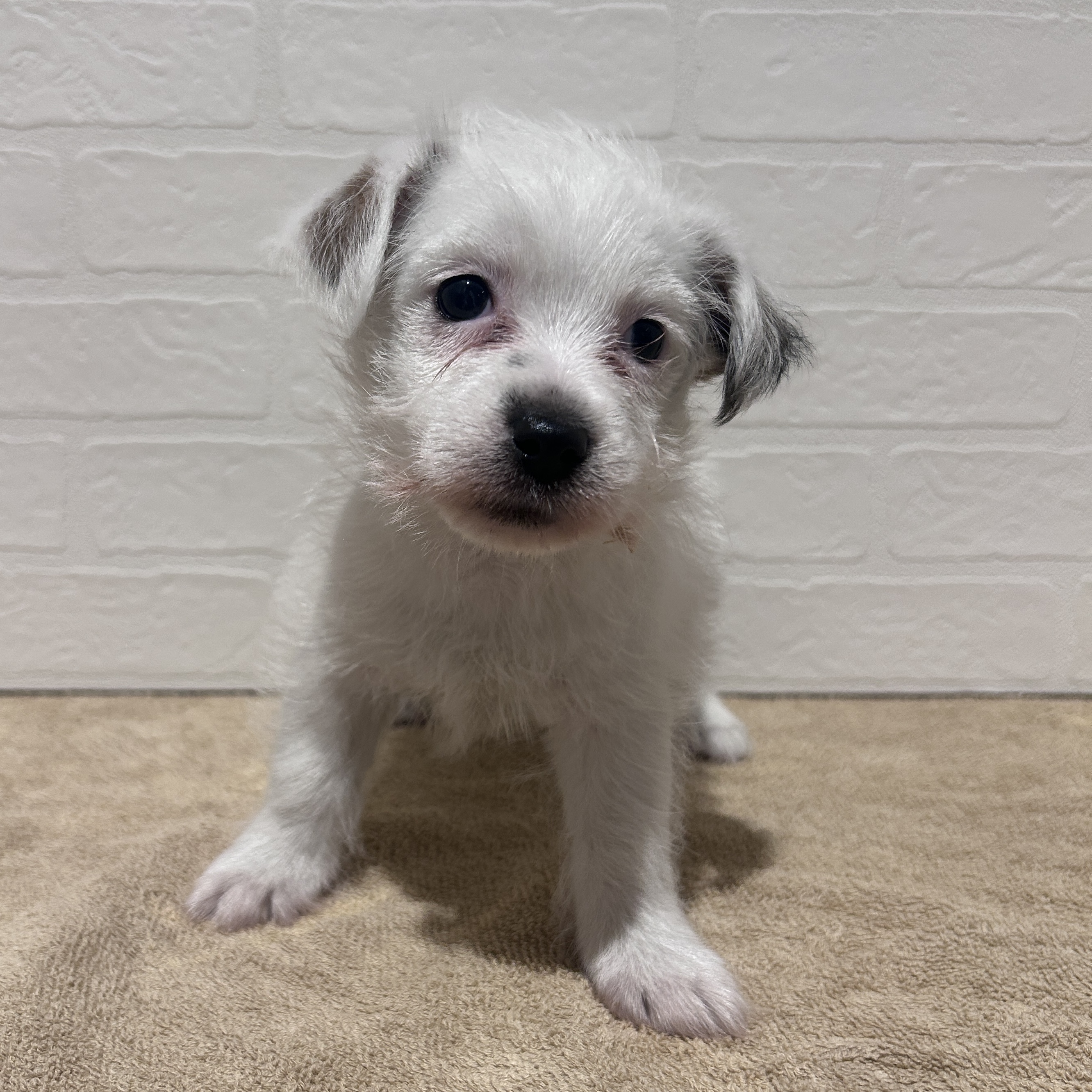 愛知県のジャックラッセルテリア (ペッツワン常滑店/2026年2月15日生まれ/女の子/ホワイトタン)の子犬の1枚目の画像