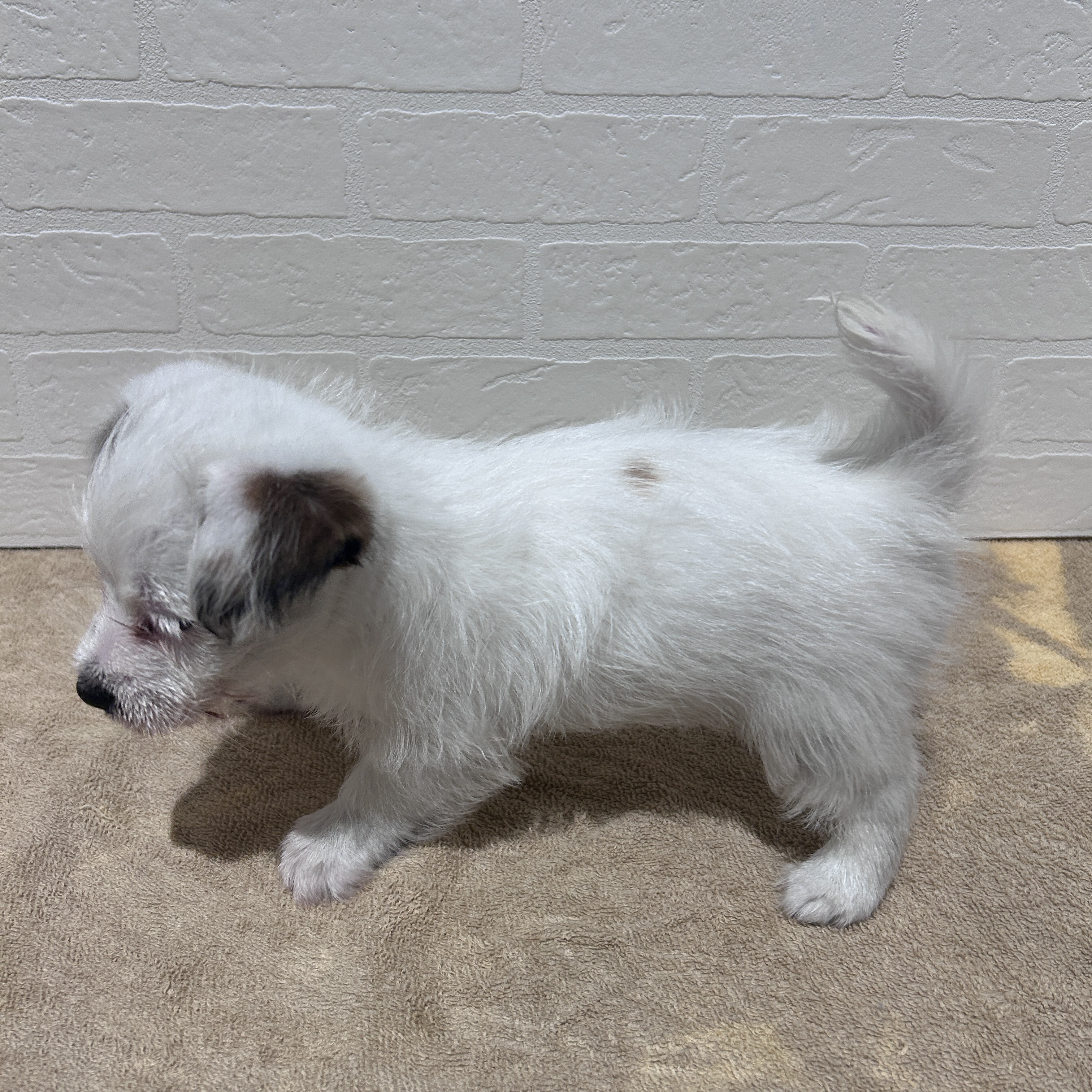 愛知県のジャックラッセルテリア (ペッツワン常滑店/2026年2月15日生まれ/女の子/ホワイトタン)の子犬の2枚目の画像