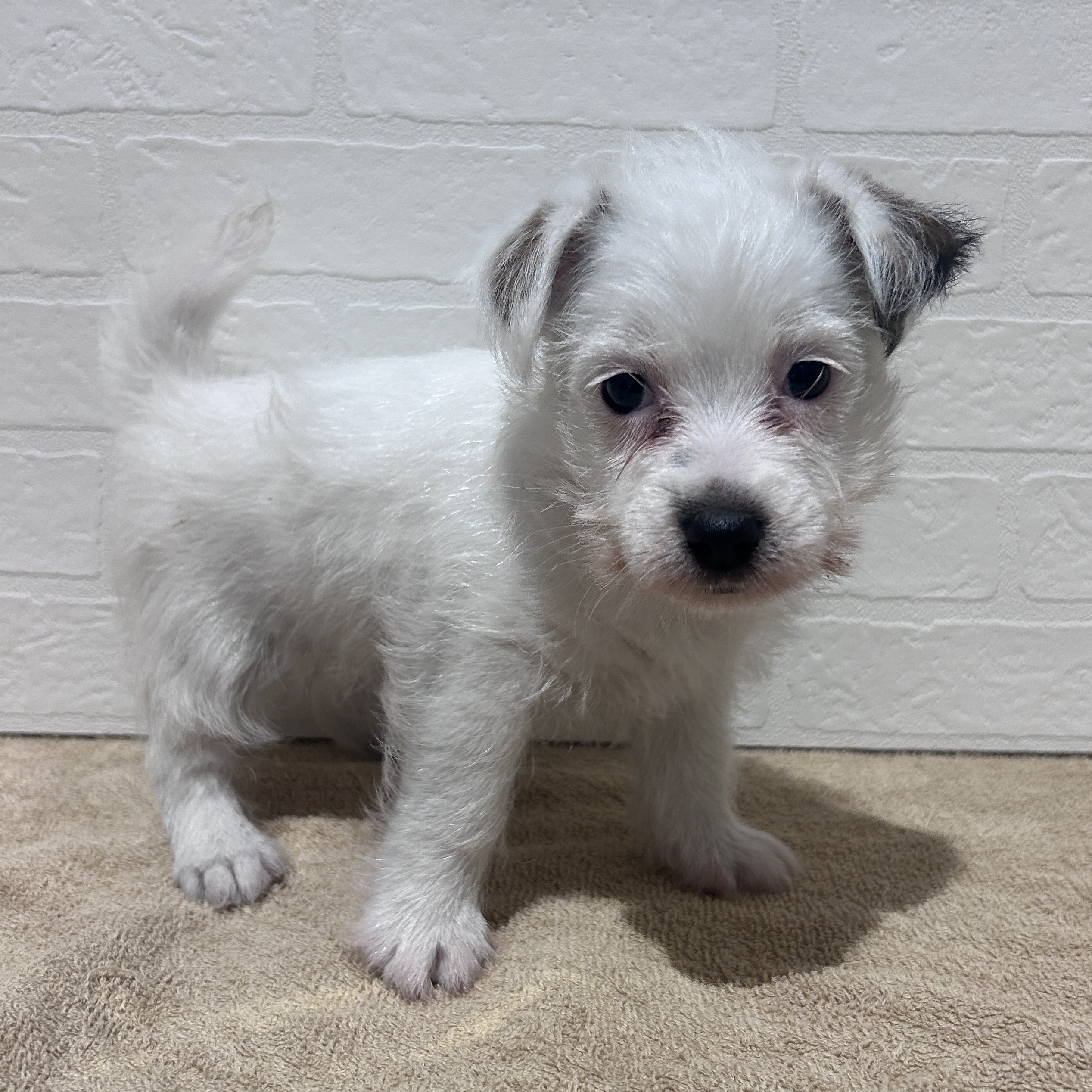 愛知県のジャックラッセルテリア (ペッツワン常滑店/2026年2月15日生まれ/女の子/ホワイトタン)の子犬の3枚目の画像