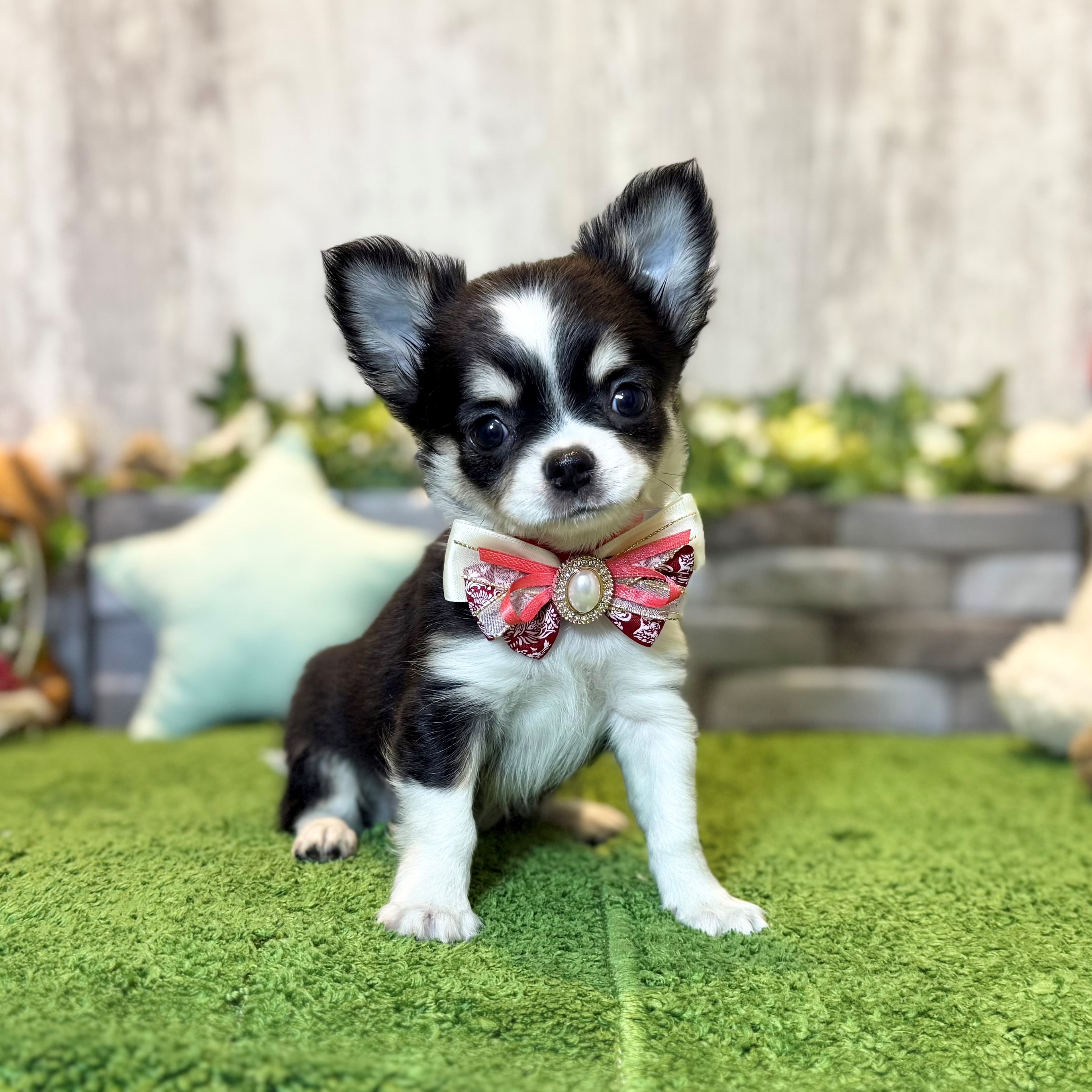 兵庫県のチワワ(ロング) (ペッツワン姫路大津店/2026年2月17日生まれ/女の子/ブラックタンホワイト)の子犬