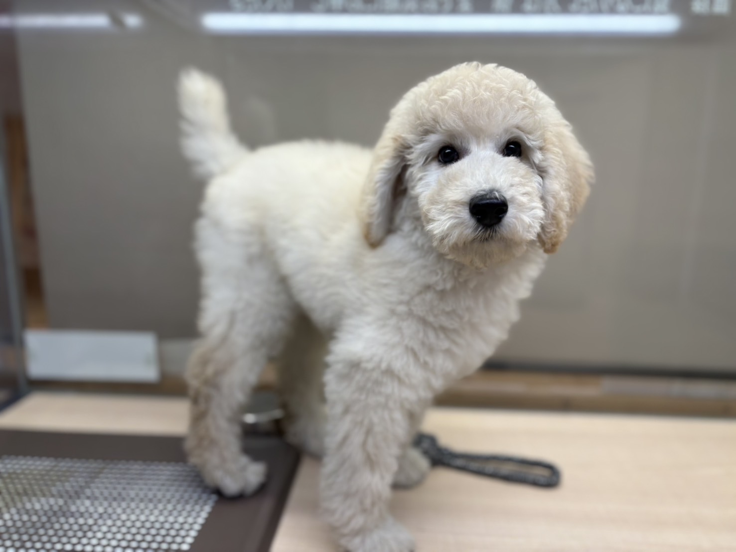 福島県のスタンダードプードル (ペッツワン郡山富田店/2026年1月18日生まれ/女の子/ホワイト)の子犬