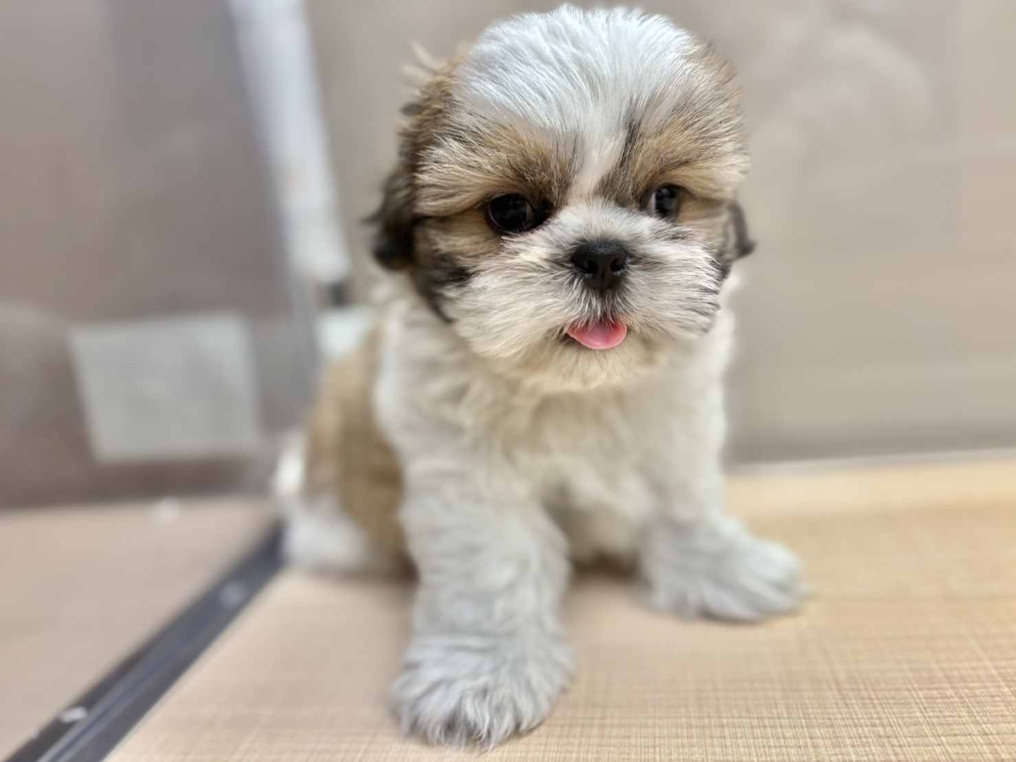 福島県のシーズー (ペッツワン郡山富田店/2026年2月7日生まれ/男の子/ブラウン)の子犬