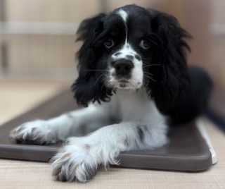 福島県のアメリカンコッカースパニエル (ペッツワン郡山富田店/2025年12月21日生まれ/男の子/ブラック)の子犬