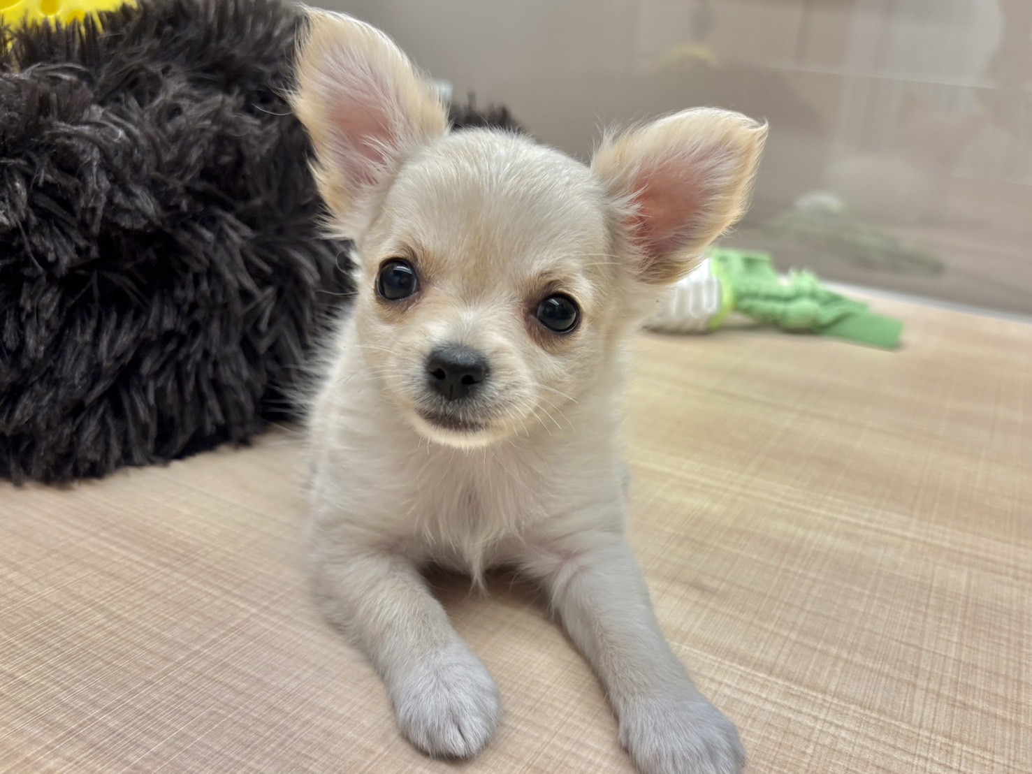 福島県のチワワ(ロング) (ペッツワン郡山富田店/2026年1月31日生まれ/女の子/クリーム)の子犬