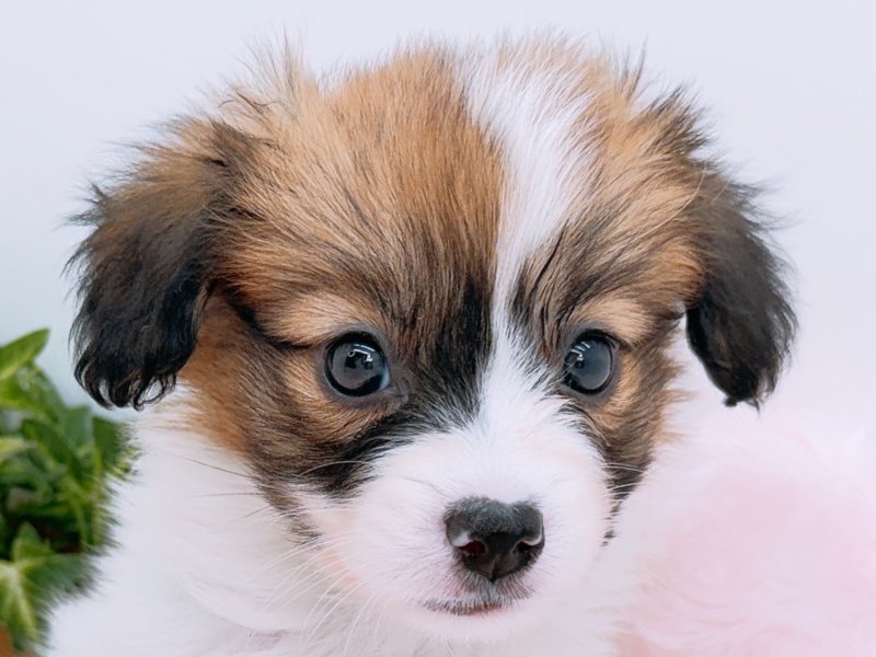 愛知県のパピヨン (ペッツワン小牧店/2026年2月21日生まれ/女の子/その他色)の子犬