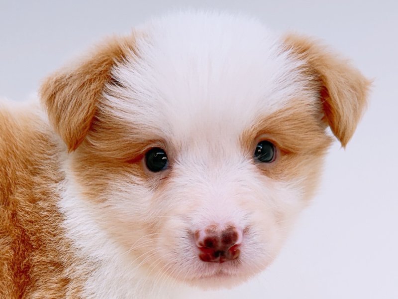 愛知県のボーダーコリー (ペッツワン小牧店/2026年2月21日生まれ/男の子/レッド)の子犬