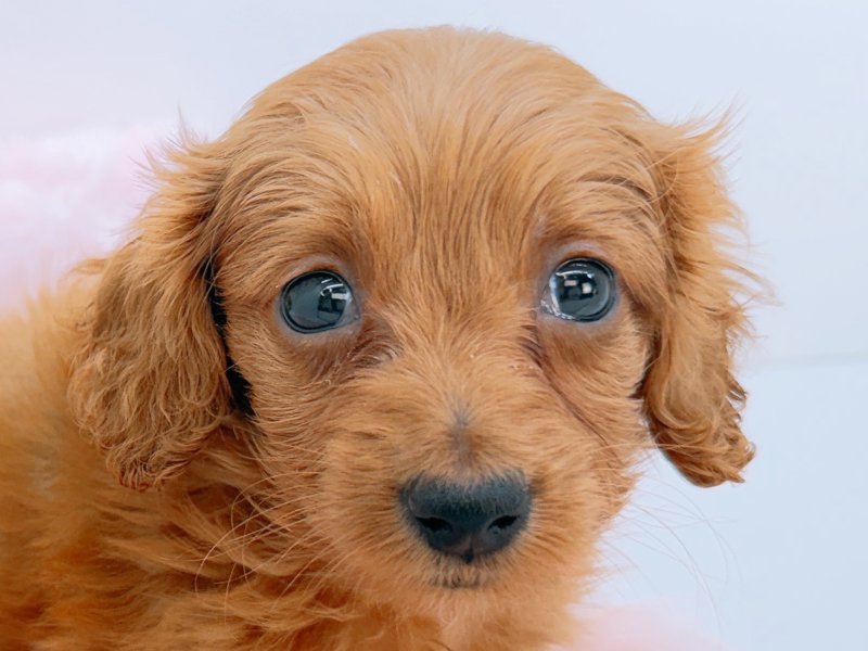 愛知県のハーフ犬・ミックス犬 (ペッツワン小牧店/2026年2月21日生まれ/女の子/レッド)の子犬