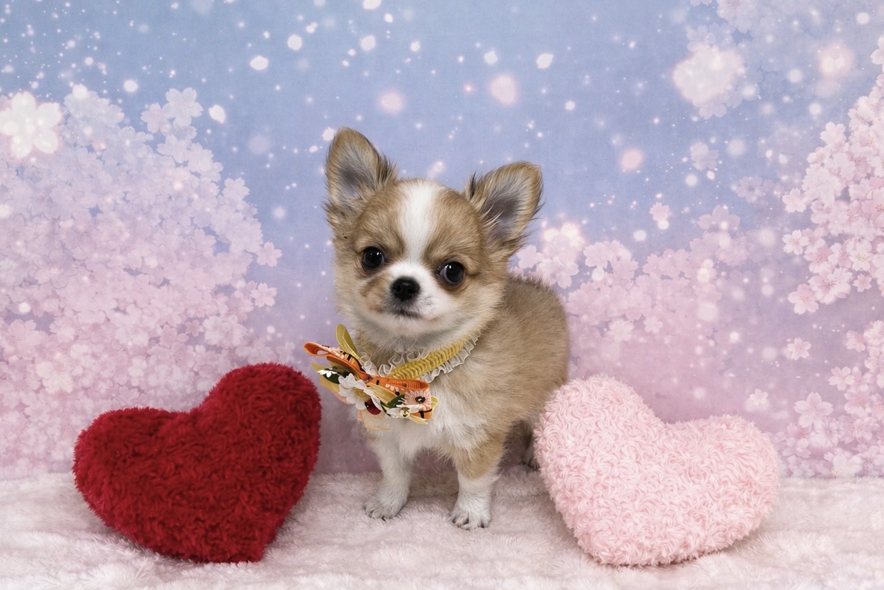 兵庫県のチワワ(ロング) (ペッツワン神戸深江浜店/2026年2月19日生まれ/男の子/レッドホワイト)の子犬の3枚目の画像