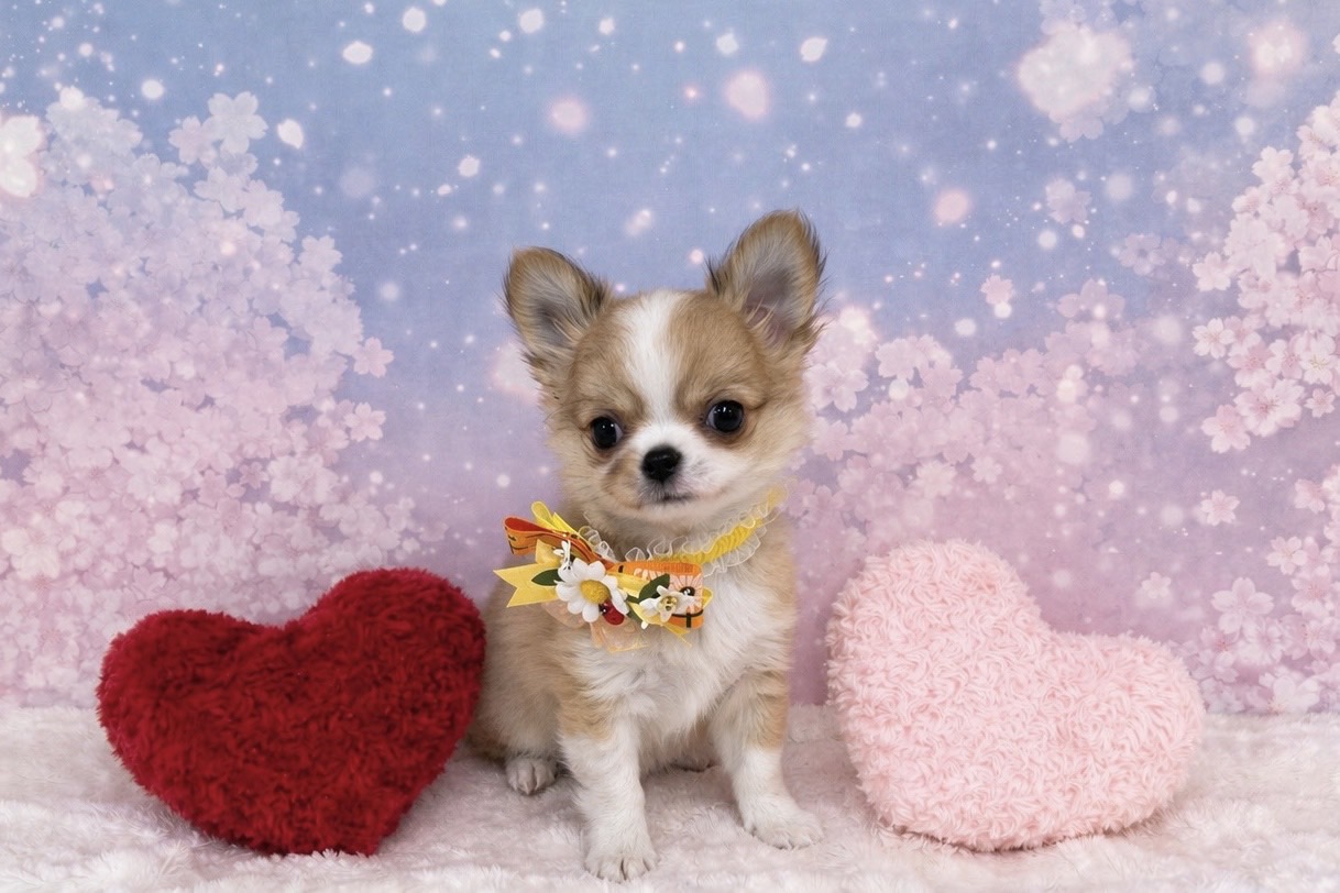 兵庫県のチワワ(ロング) (ペッツワン神戸深江浜店/2026年2月19日生まれ/男の子/レッドホワイト)の子犬の1枚目の画像