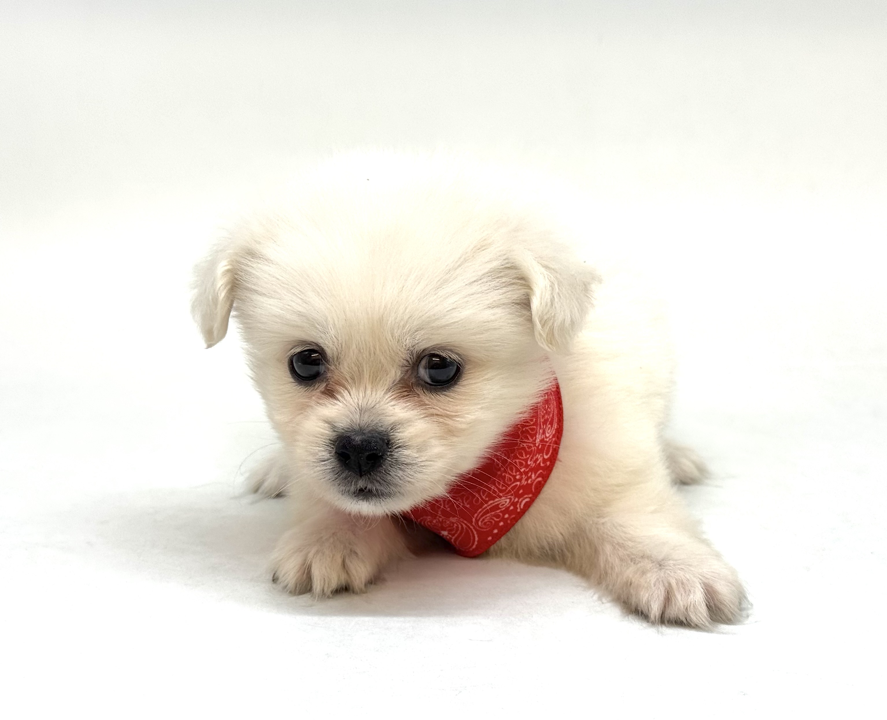 埼玉県のハーフ犬・ミックス犬 (ペッツワン深谷川本店/2026年2月16日生まれ/女の子/ホワイト)の子犬の1枚目の画像