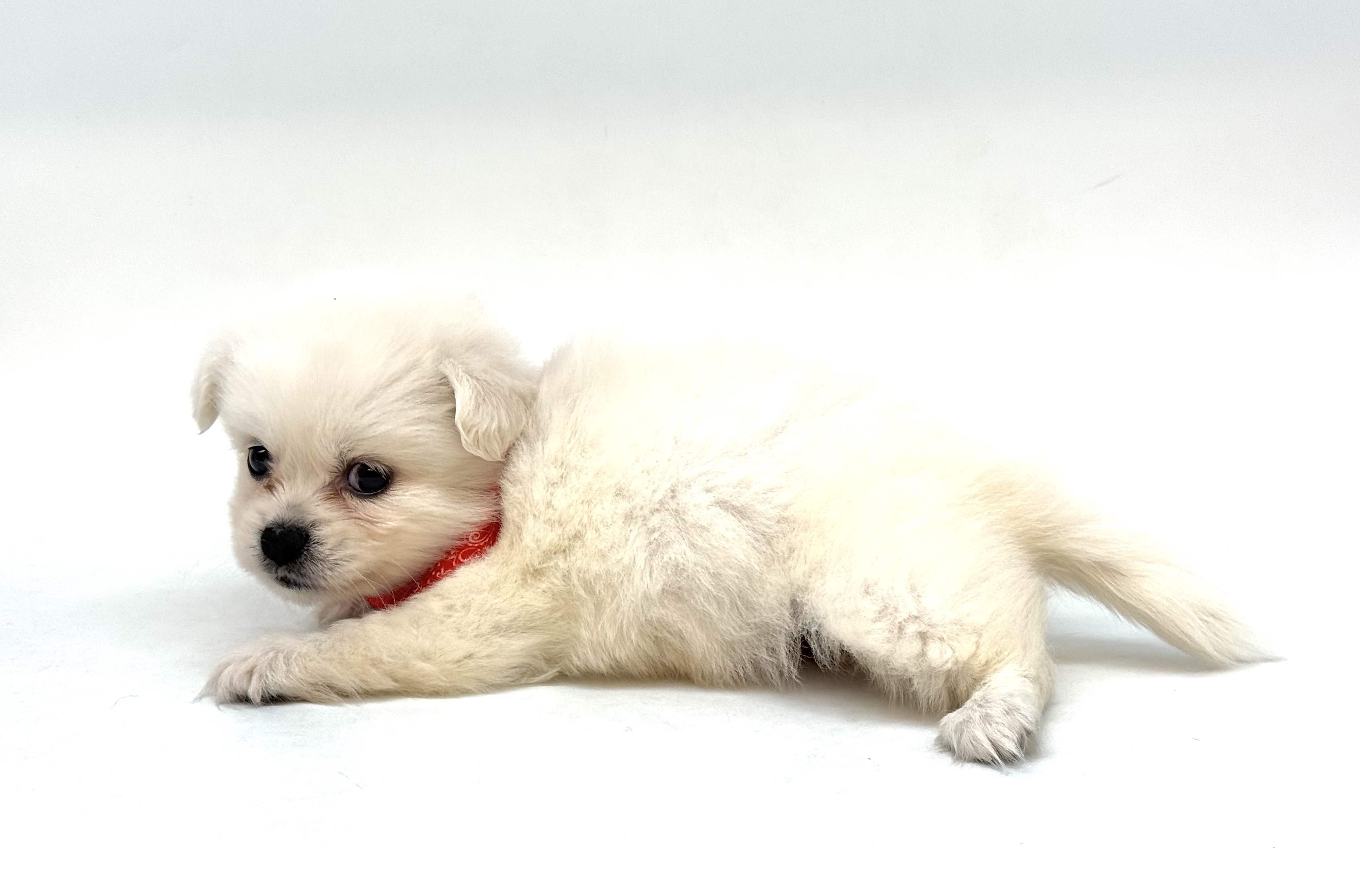 埼玉県のハーフ犬・ミックス犬 (ペッツワン深谷川本店/2026年2月16日生まれ/女の子/ホワイト)の子犬の3枚目の画像