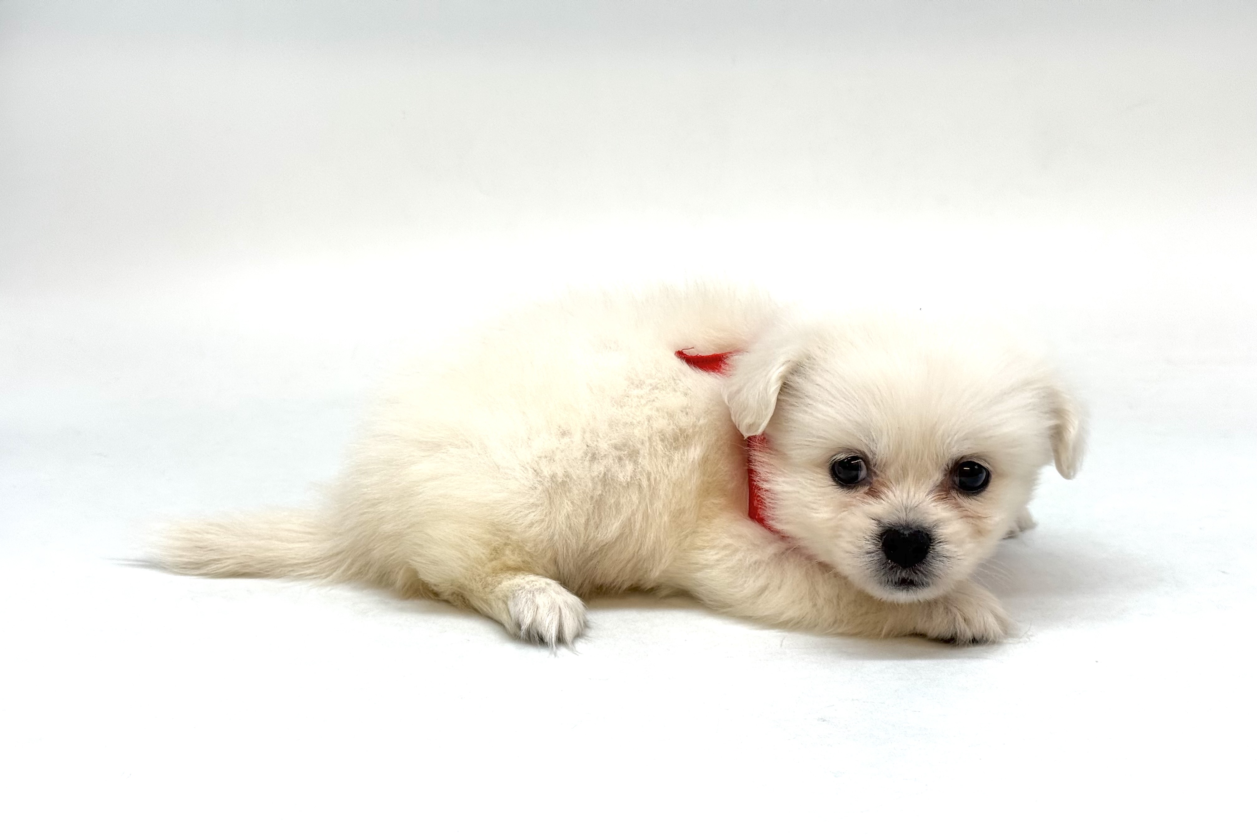 埼玉県のハーフ犬・ミックス犬 (ペッツワン深谷川本店/2026年2月16日生まれ/女の子/ホワイト)の子犬の2枚目の画像