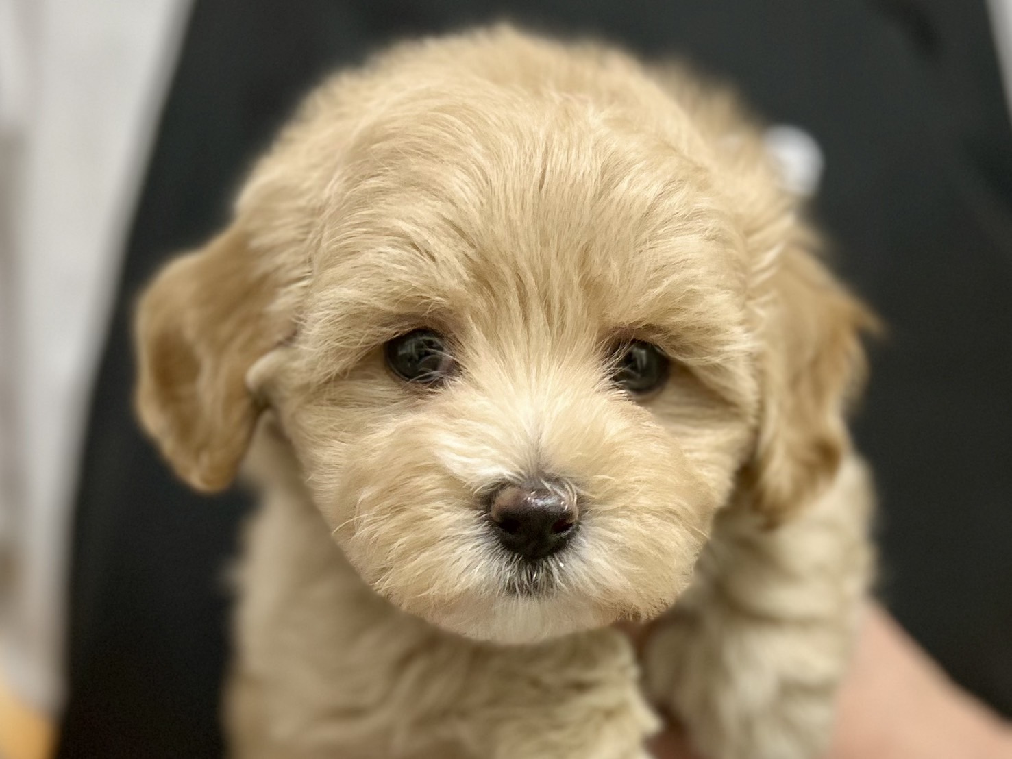 愛知県のハーフ犬・ミックス犬 (ペッツワン名古屋堀田店/2026年2月20日生まれ/女の子/クリーム)の子犬