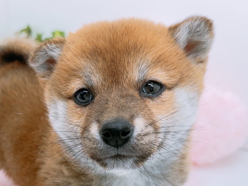 愛知県の柴犬(標準サイズ) (ペッツワン小牧店/2025年12月27日生まれ/女の子/赤)の子犬