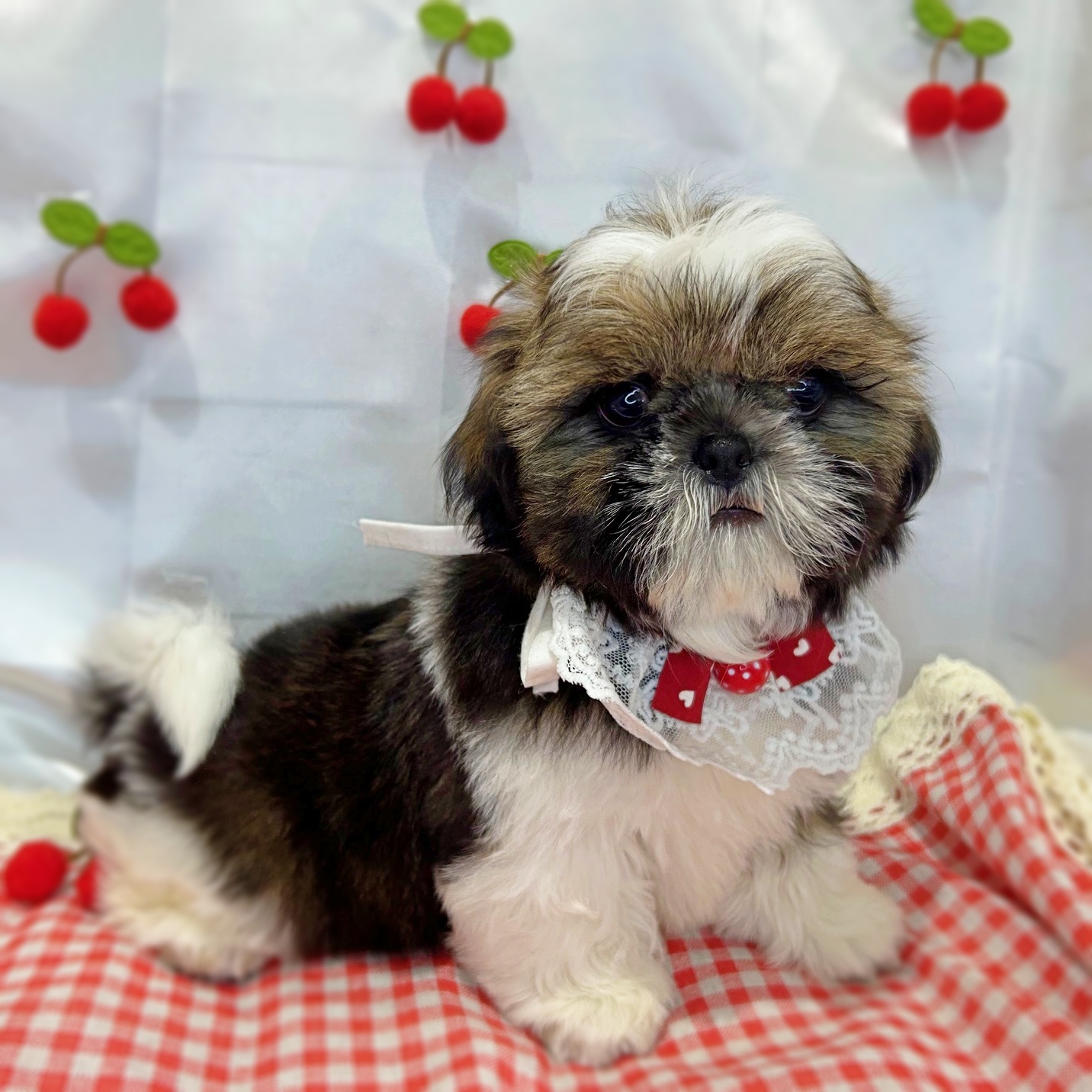 滋賀県のシーズー (ペッツワン堅田店/2026年2月5日生まれ/男の子/ゴールドホワイト)の子犬の1枚目の画像