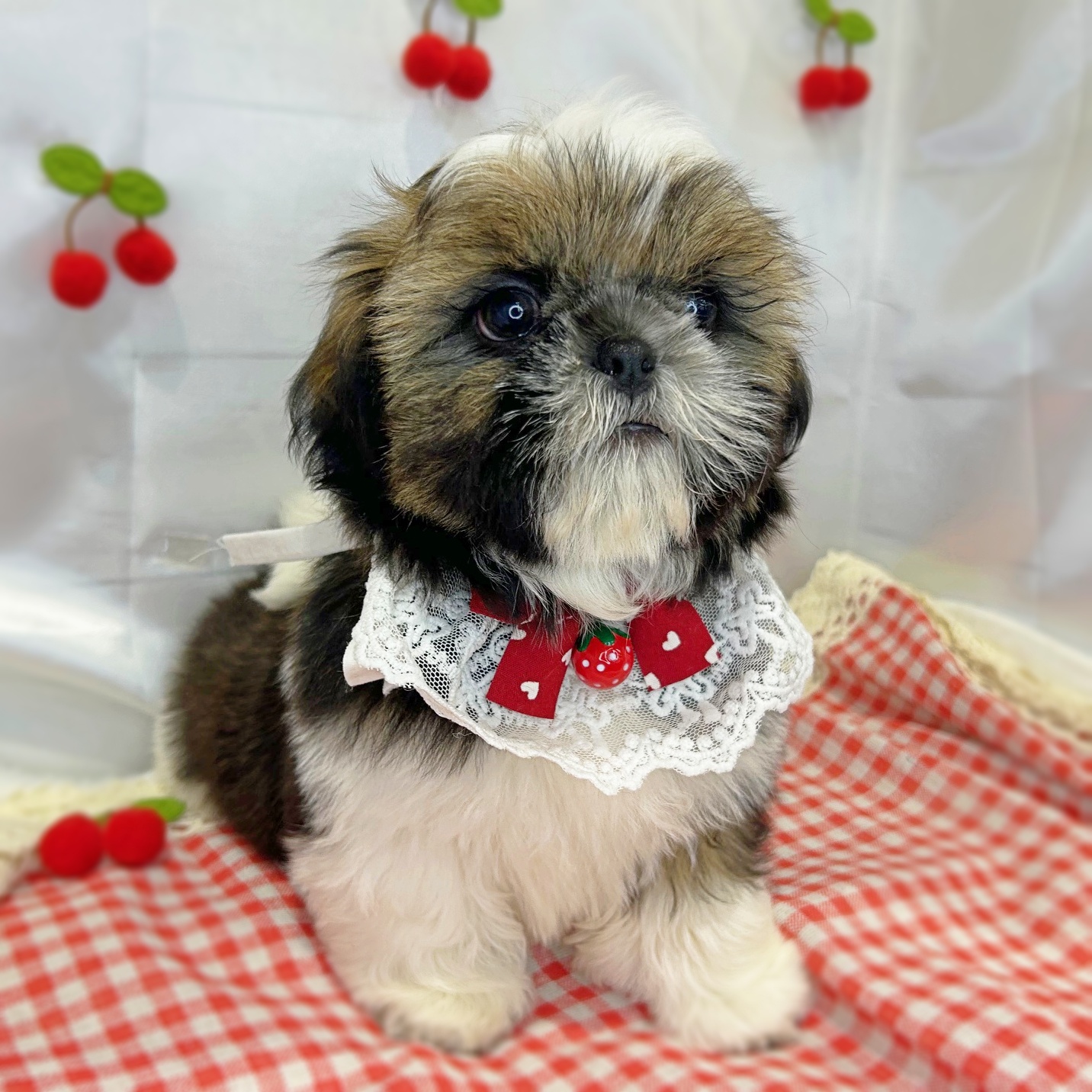 滋賀県のシーズー (ペッツワン堅田店/2026年2月5日生まれ/男の子/ゴールドホワイト)の子犬の2枚目の画像