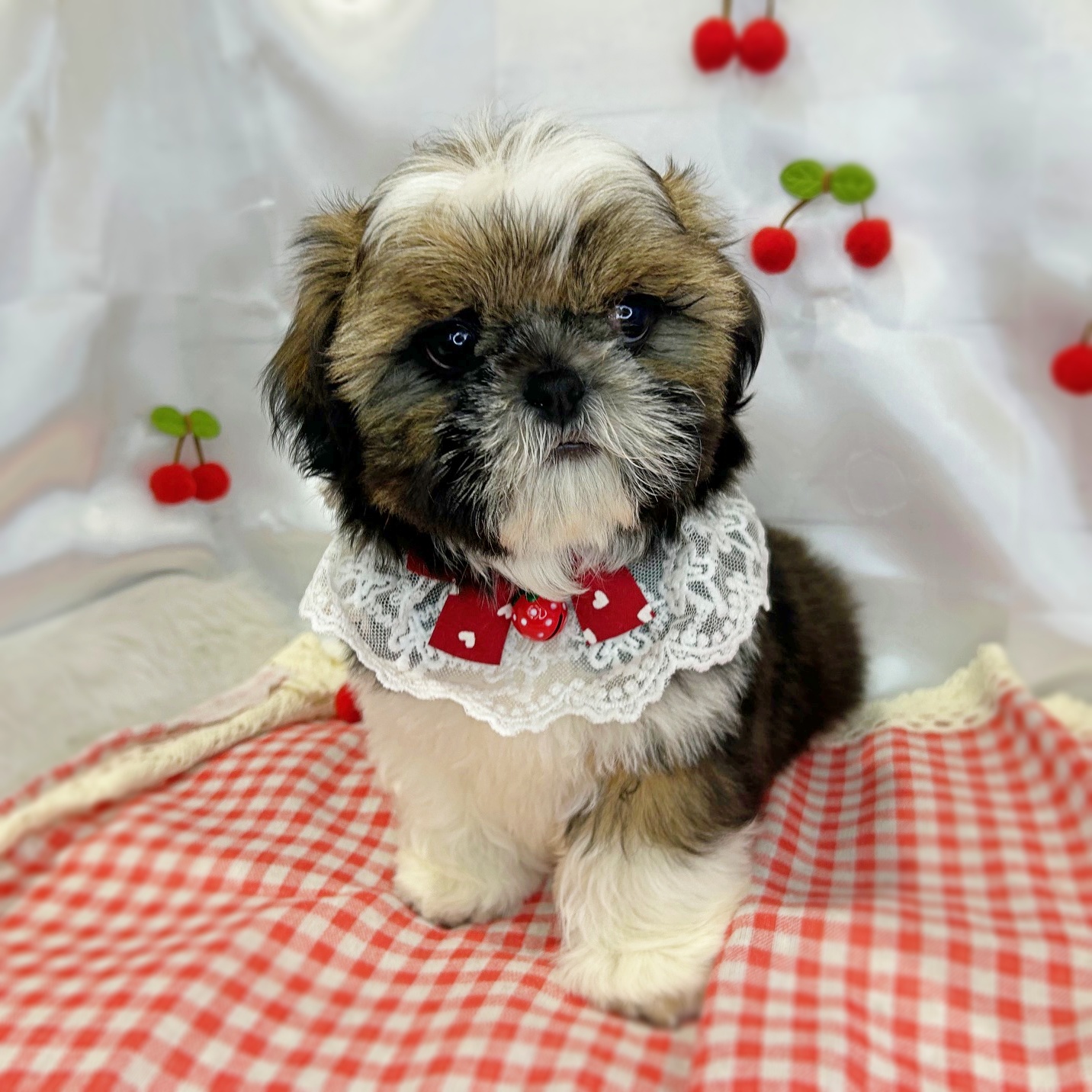 滋賀県のシーズー (ペッツワン堅田店/2026年2月5日生まれ/男の子/ゴールドホワイト)の子犬の3枚目の画像