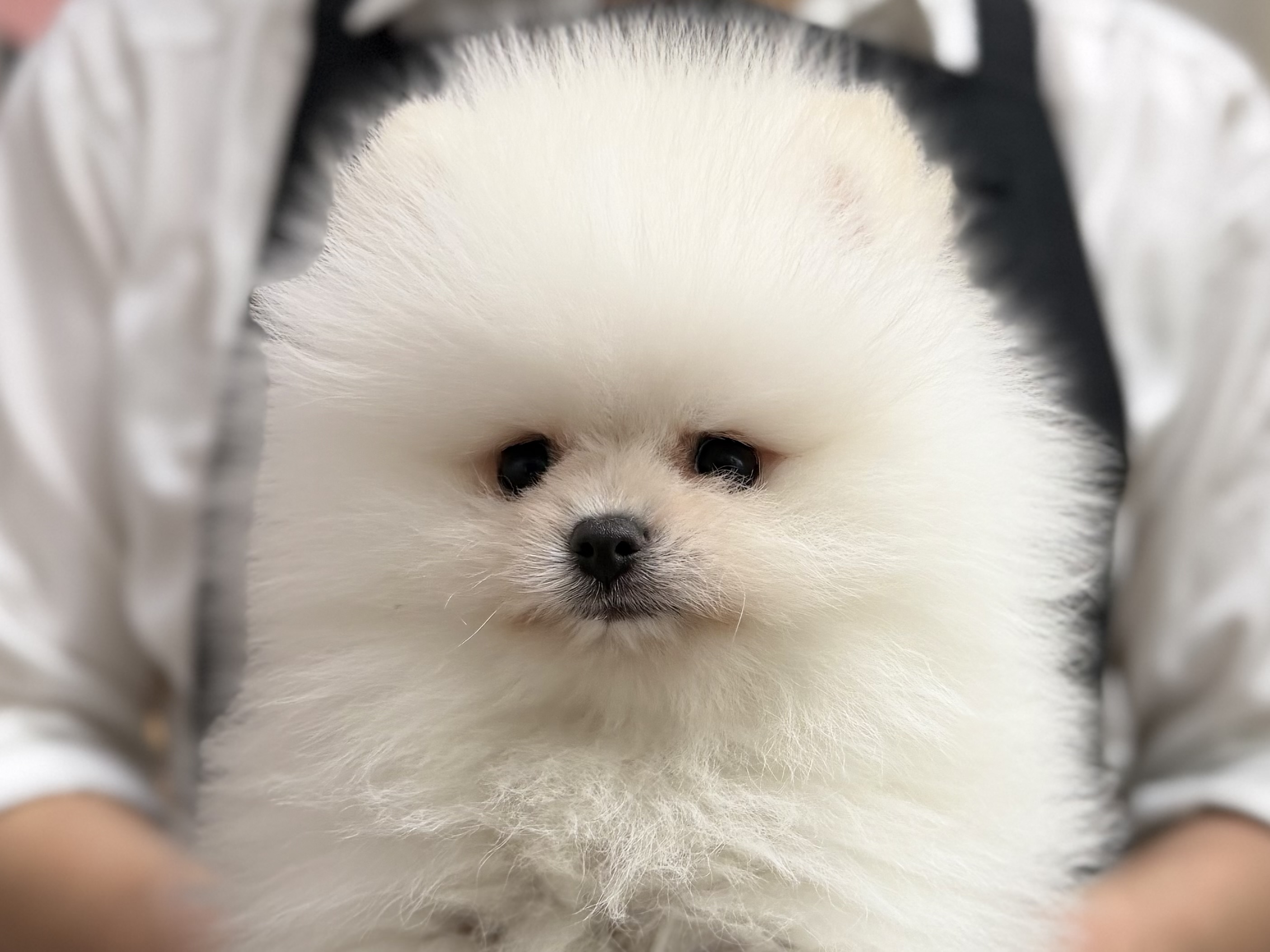 愛知県のポメラニアン (ペッツワン名古屋堀田店/2026年1月16日生まれ/男の子/ホワイト)の子犬