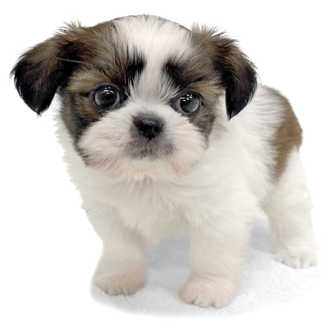 神奈川県のハーフ犬・ミックス犬 (ペッツワン城山店/2026年2月20日生まれ/女の子/ゴールドホワイト)の子犬