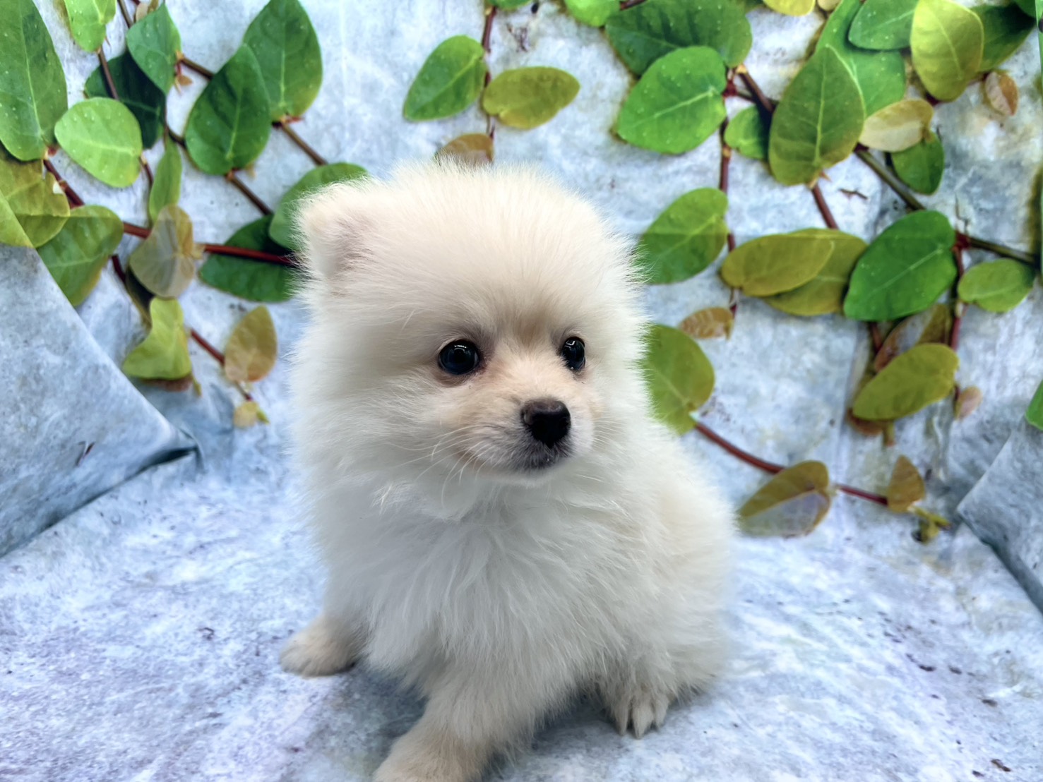 埼玉県のポメラニアン (ペッツワン北本店/2026年2月13日生まれ/男の子/クリーム)の子犬の2枚目の画像