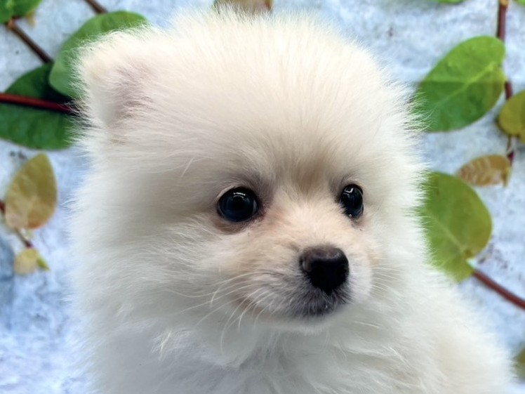 埼玉県のポメラニアン (ペッツワン北本店/2026年2月13日生まれ/男の子/クリーム)の子犬の1枚目の画像