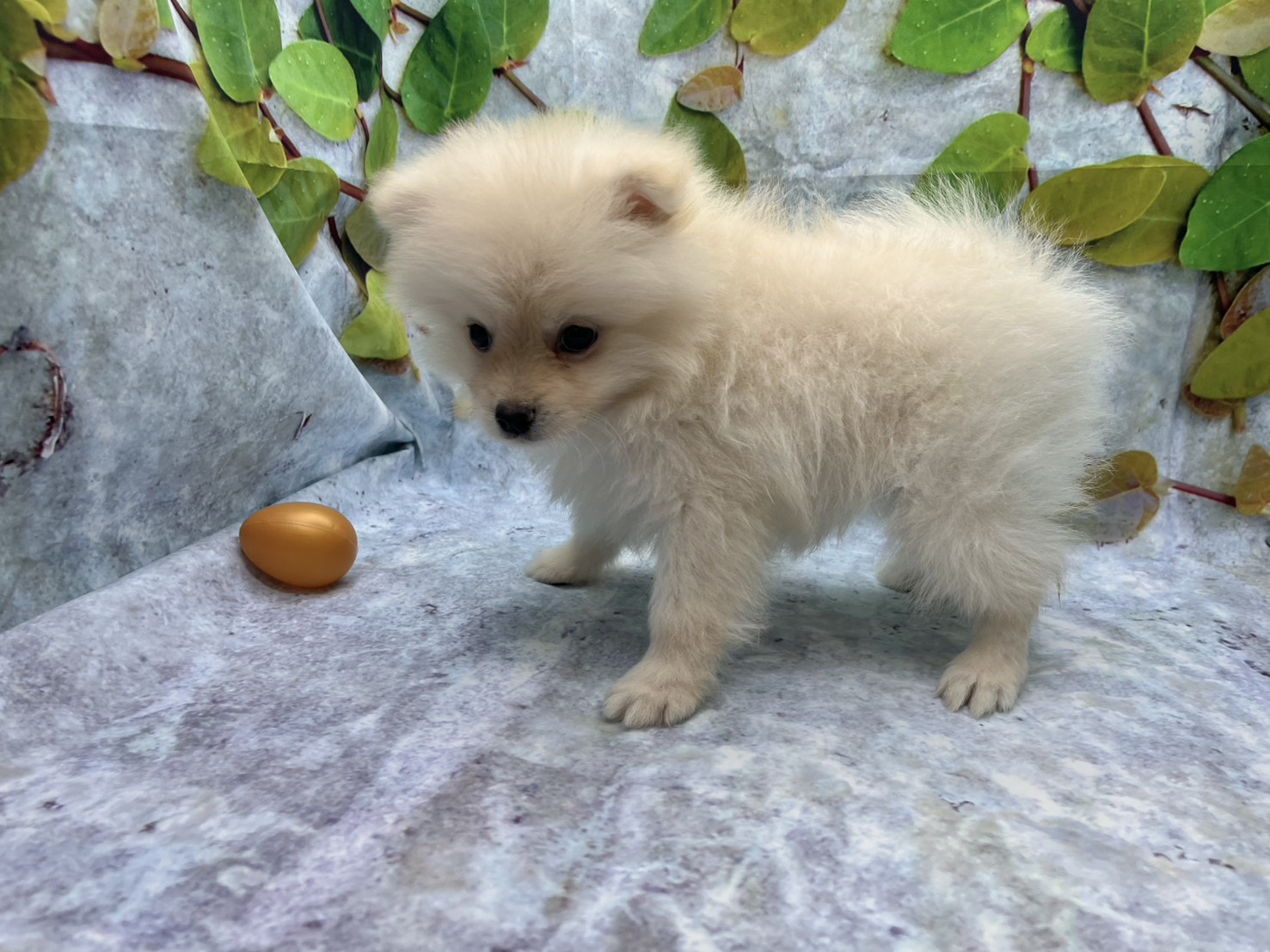 埼玉県のポメラニアン (ペッツワン北本店/2026年2月13日生まれ/男の子/クリーム)の子犬の3枚目の画像