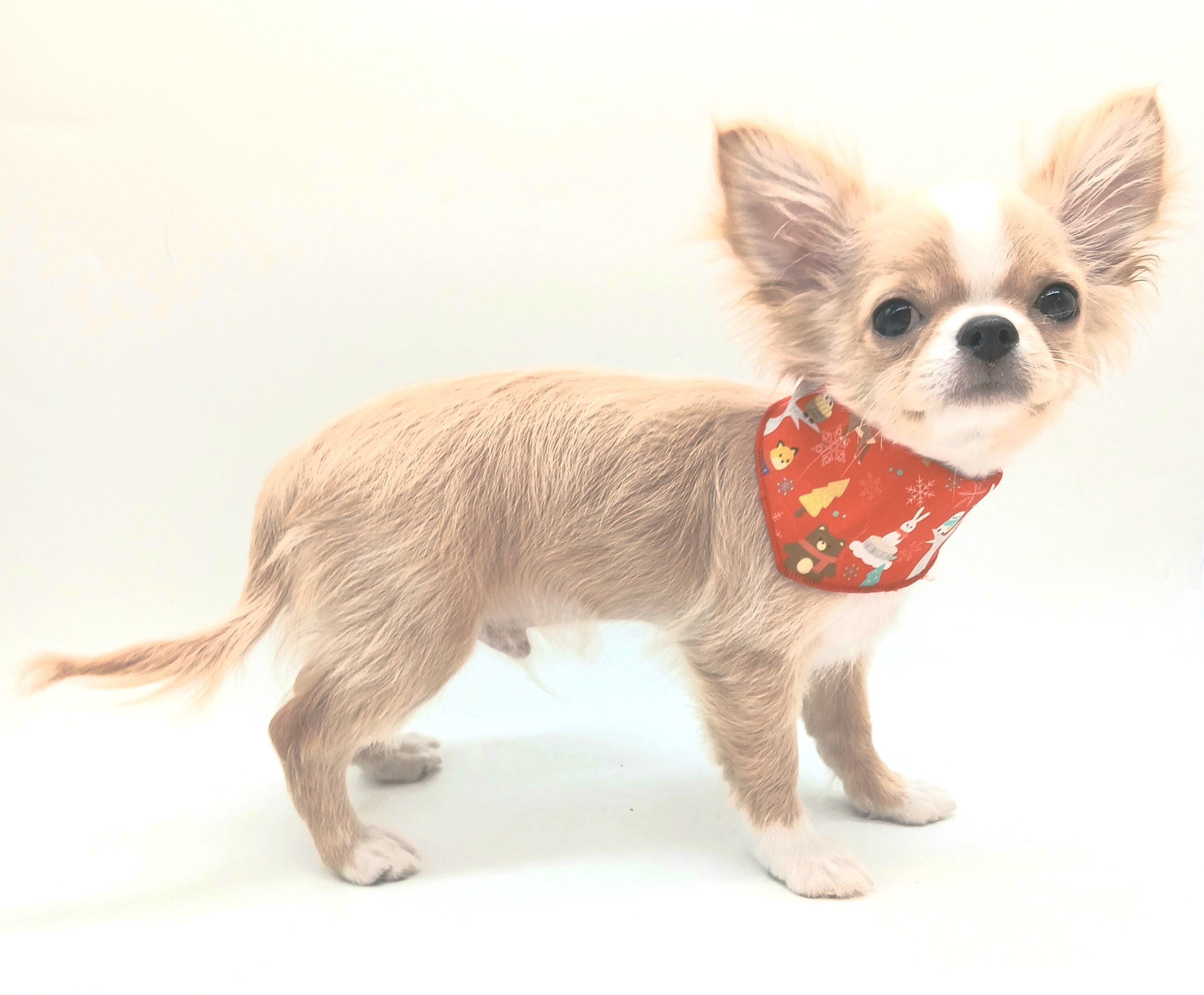 埼玉県のチワワ(ロング) (ペッツワン行田店/2025年11月13日生まれ/男の子/クリーム)の子犬の2枚目の画像