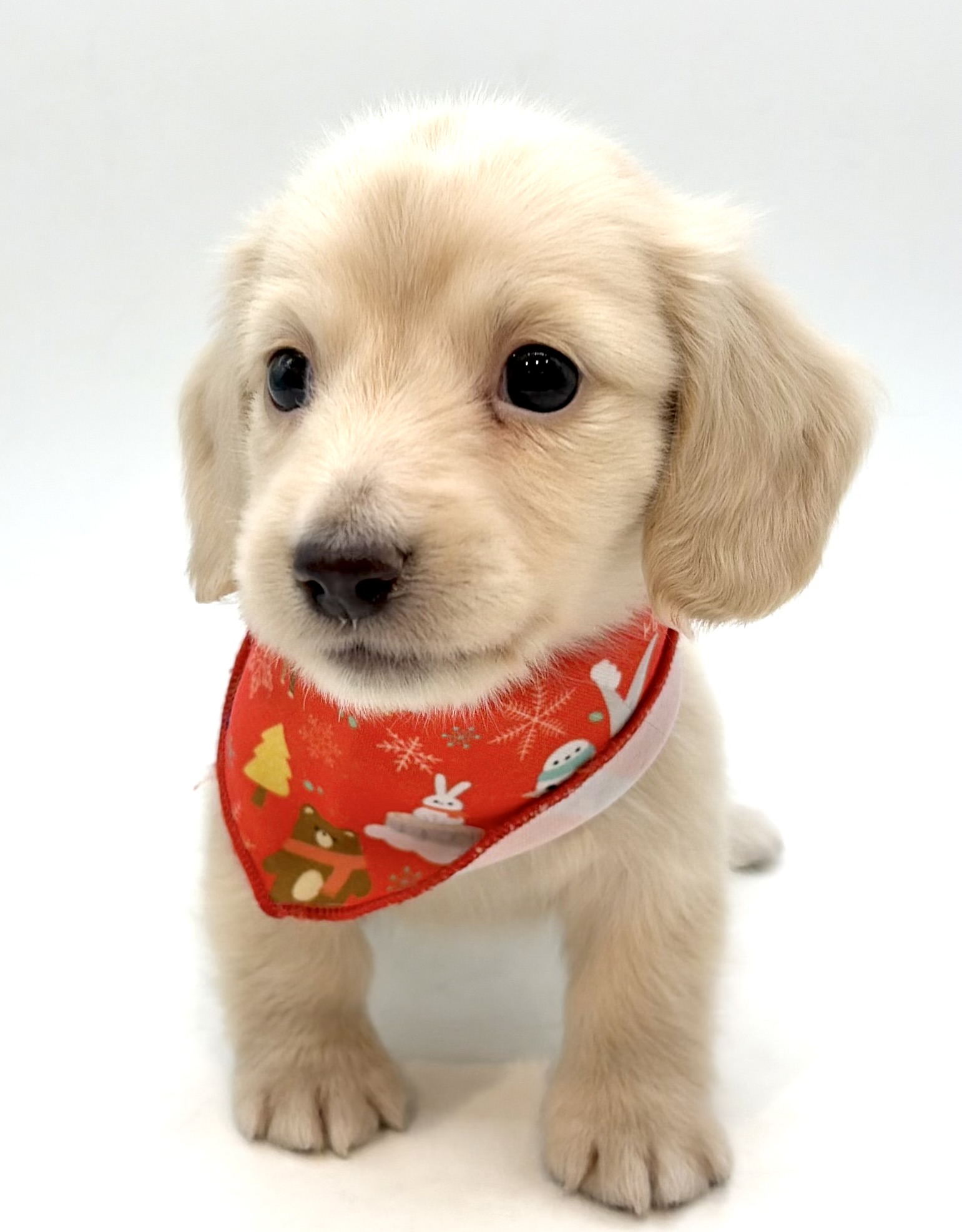 埼玉県のミニチュアダックスフンド(ロング) (ペッツワン行田店/2026年2月23日生まれ/男の子/イエロー)の子犬の1枚目の画像