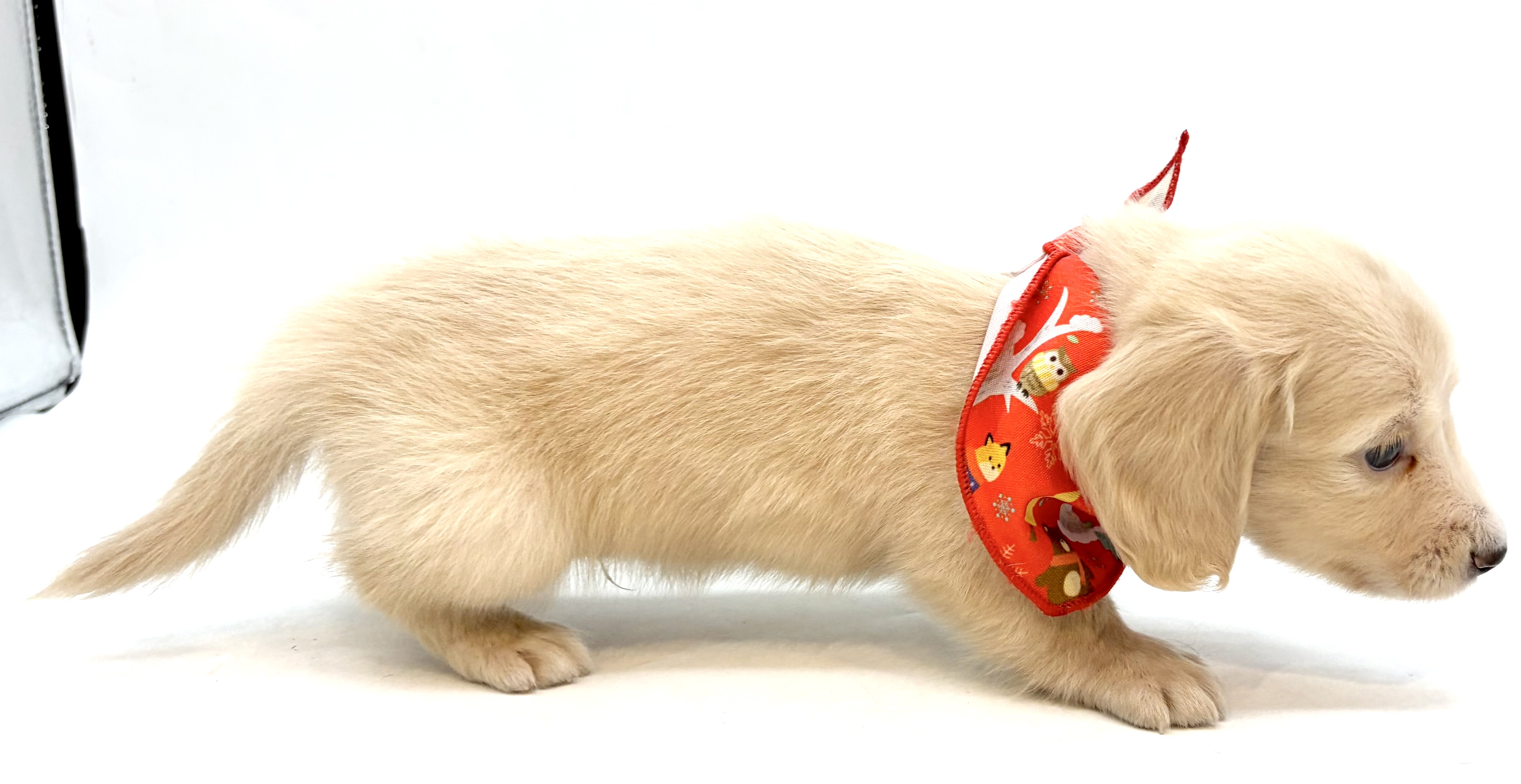 埼玉県のミニチュアダックスフンド(ロング) (ペッツワン行田店/2026年2月23日生まれ/男の子/イエロー)の子犬の2枚目の画像