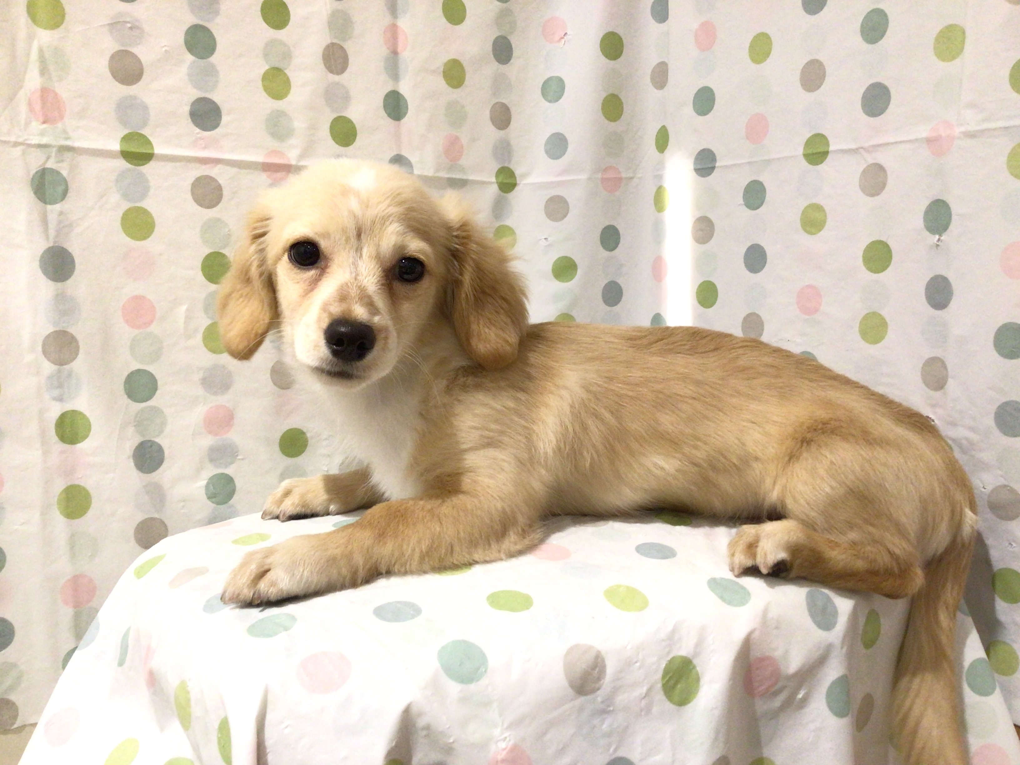 茨城県のハーフ犬・ミックス犬 (ペッツワン高萩店/2025年12月8日生まれ/男の子/クリームホワイト)の子犬の3枚目の画像