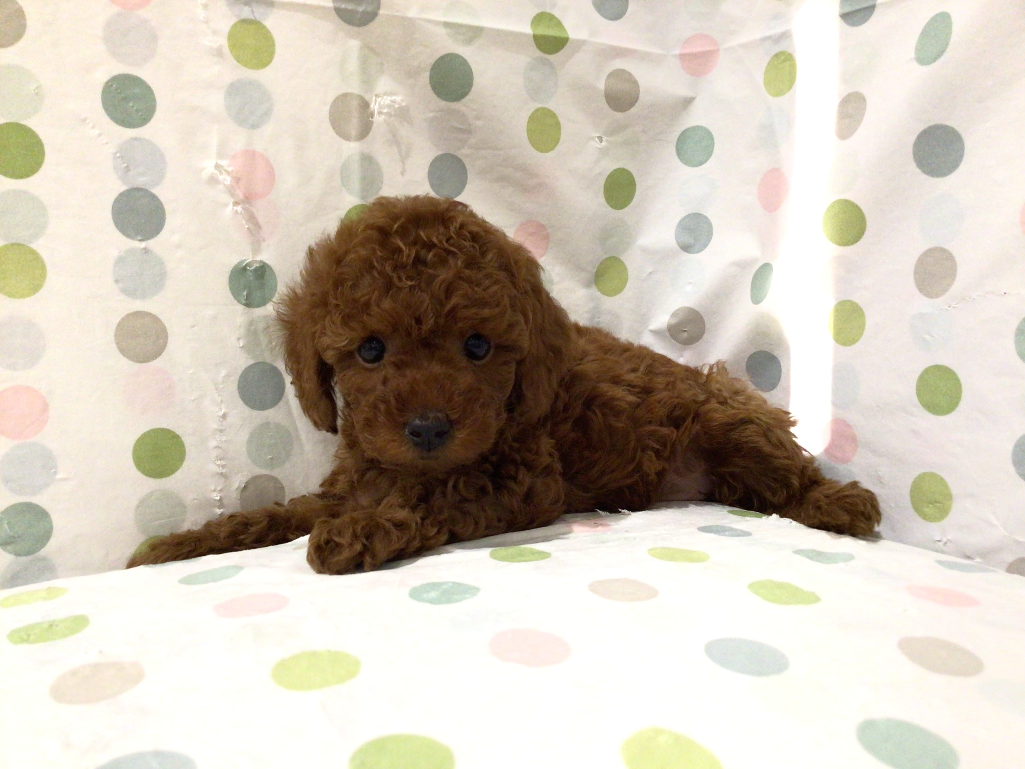 茨城県のトイプードル(トイ) (ペッツワン高萩店/2026年2月15日生まれ/女の子/レッド)の子犬