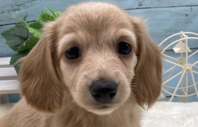 静岡県のミニチュアダックスフンド(ロング) (ペッツワン藤枝店/2026年2月18日生まれ/女の子/イエロー)の子犬