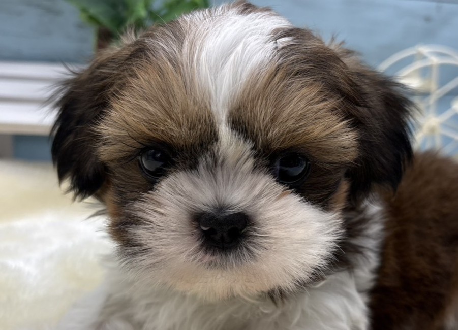 静岡県のシーズー (ペッツワン藤枝店/2026年2月18日生まれ/男の子/ゴールドホワイト)の子犬の1枚目の画像