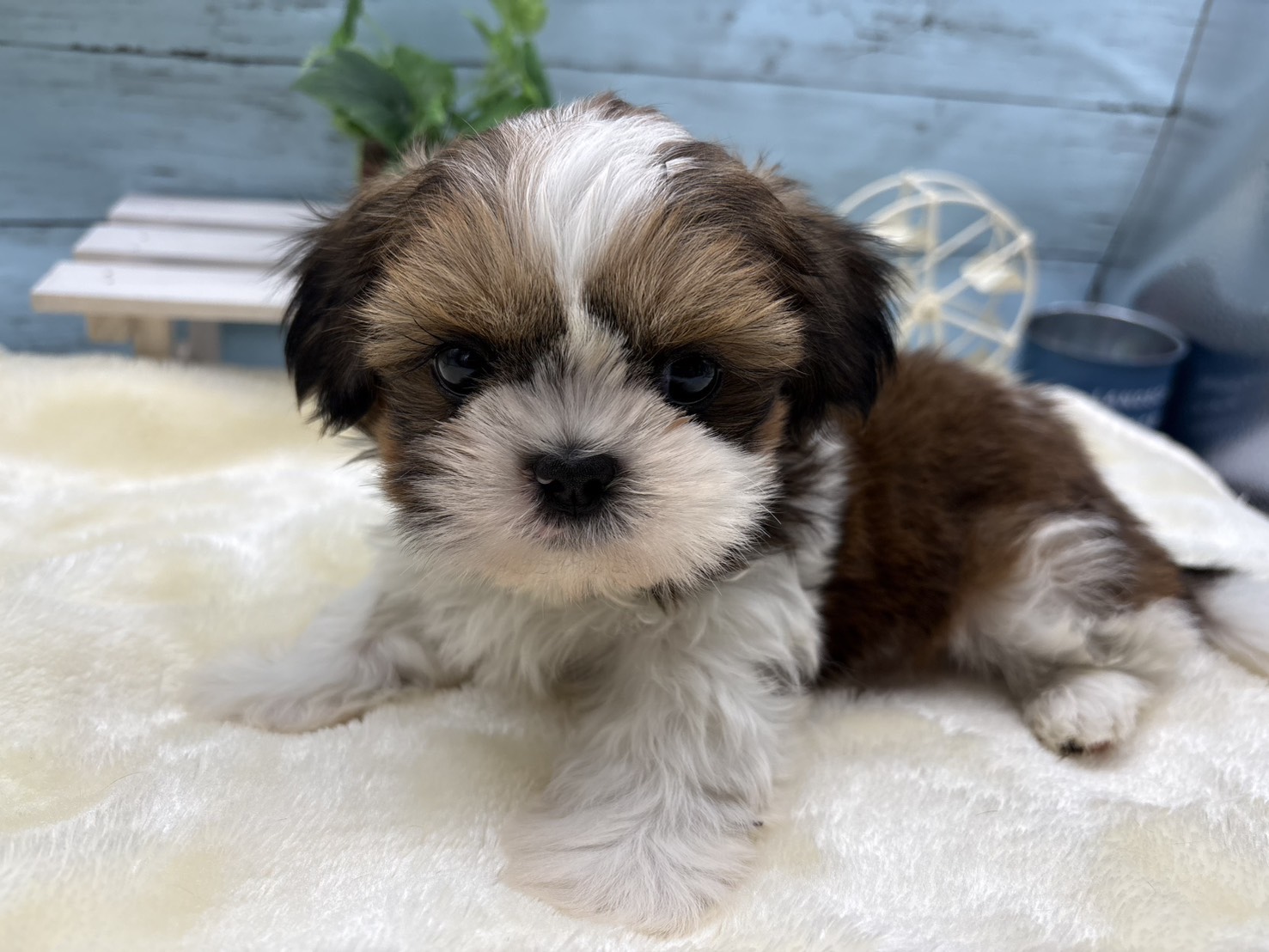 静岡県のシーズー (ペッツワン藤枝店/2026年2月18日生まれ/男の子/ゴールドホワイト)の子犬の2枚目の画像