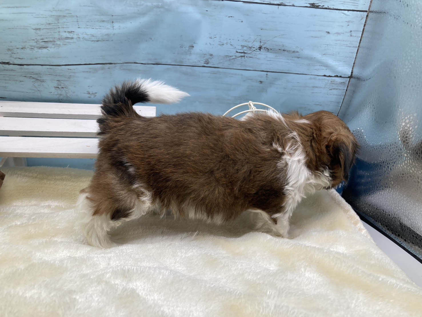 静岡県のシーズー (ペッツワン藤枝店/2026年2月18日生まれ/男の子/ゴールドホワイト)の子犬の3枚目の画像