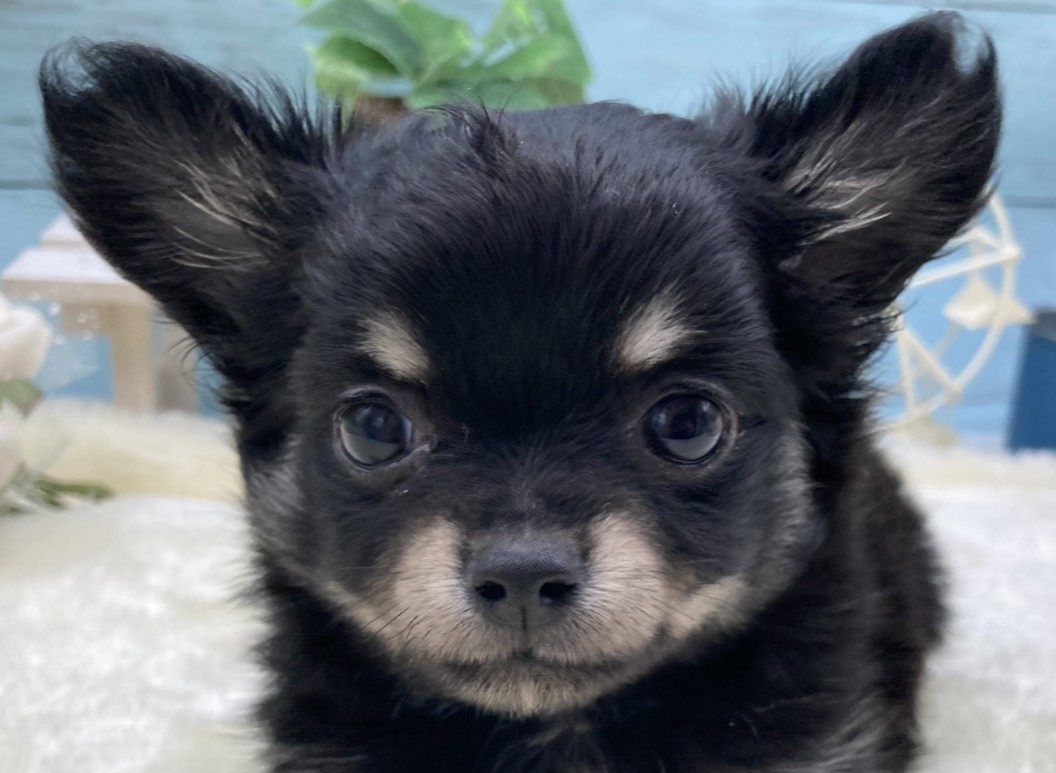 静岡県のチワワ(ロング) (ペッツワン藤枝店/2026年2月18日生まれ/女の子/ブラッククリーム)の子犬