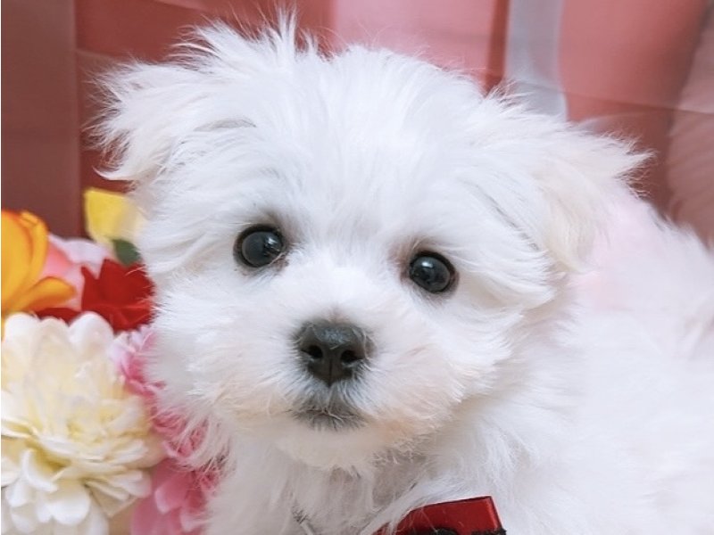 沖縄県のマルチーズ (ペッツワンFCあがり浜店/2026年2月6日生まれ/男の子/ホワイト)の子犬
