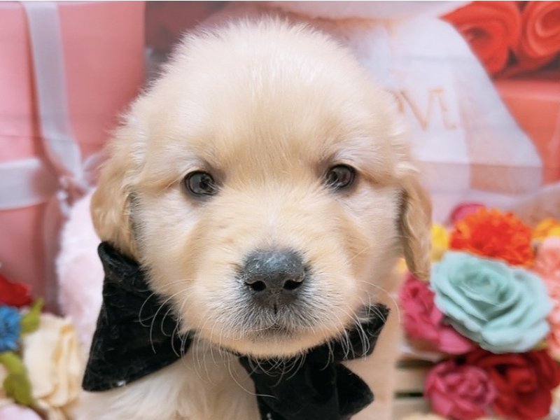 沖縄県のゴールデンレトリバー (ペッツワンFCあがり浜店/2026年2月21日生まれ/男の子/ゴールデン)の子犬