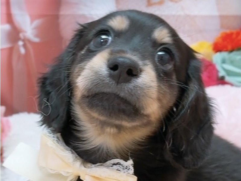 沖縄県のミニチュアダックスフンド(ロング) (ペッツワンFCあがり浜店/2026年1月31日生まれ/男の子/ブラックタン)の子犬