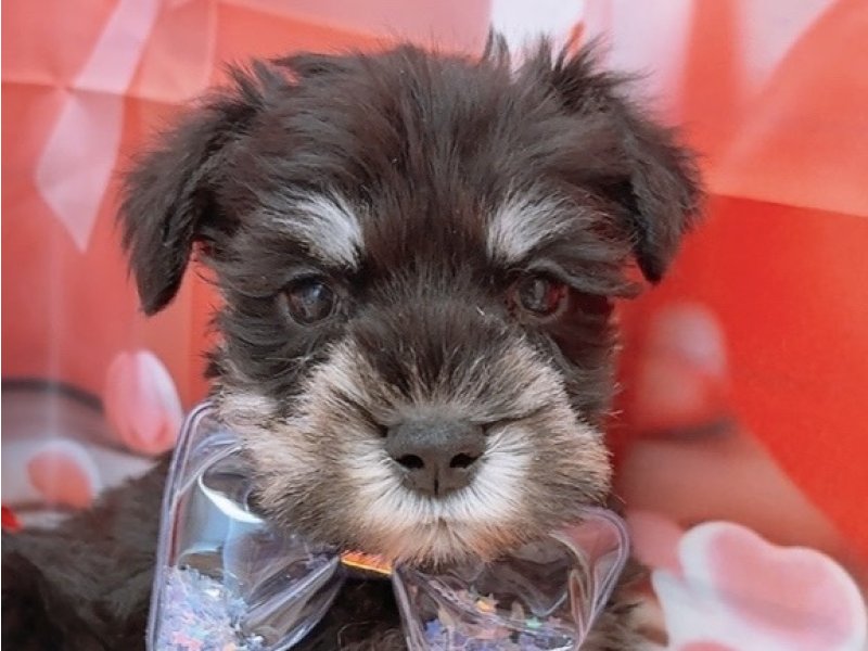 沖縄県のミニチュアシュナウザー (ペッツワンFCあがり浜店/2026年1月25日生まれ/男の子/ブラックシルバー)の子犬