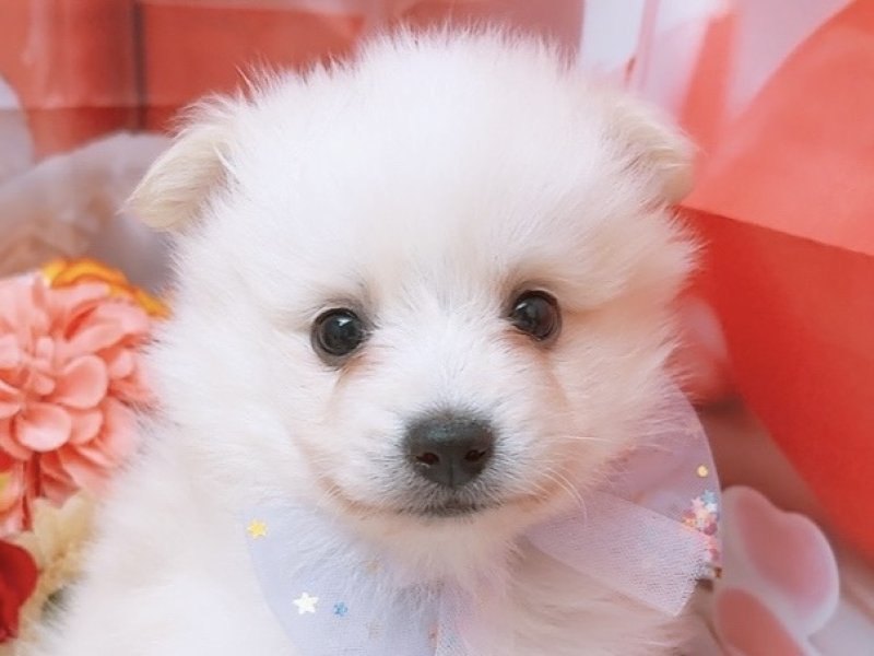 沖縄県のハーフ犬・ミックス犬 (ペッツワンFCあがり浜店/2026年1月3日生まれ/男の子/クリームホワイト)の子犬