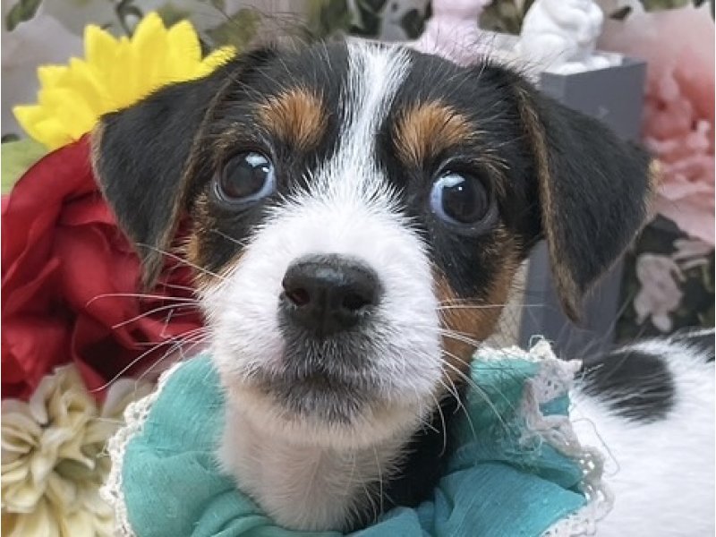 沖縄県のジャックラッセルテリア (ペッツワンFCあがり浜店/2025年12月21日生まれ/男の子/ホワイトブラックタン)の子犬