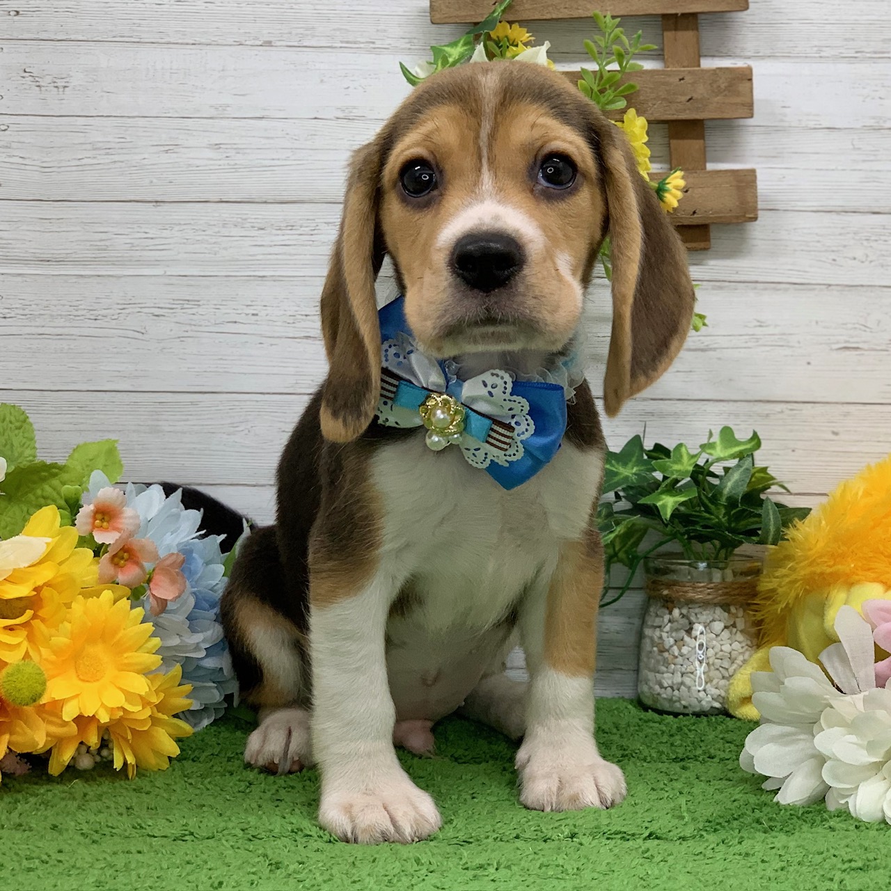 兵庫県のビーグル (ペッツワン神戸ひよどり台店/2026年2月14日生まれ/男の子/ブラックホワイトタン)の子犬