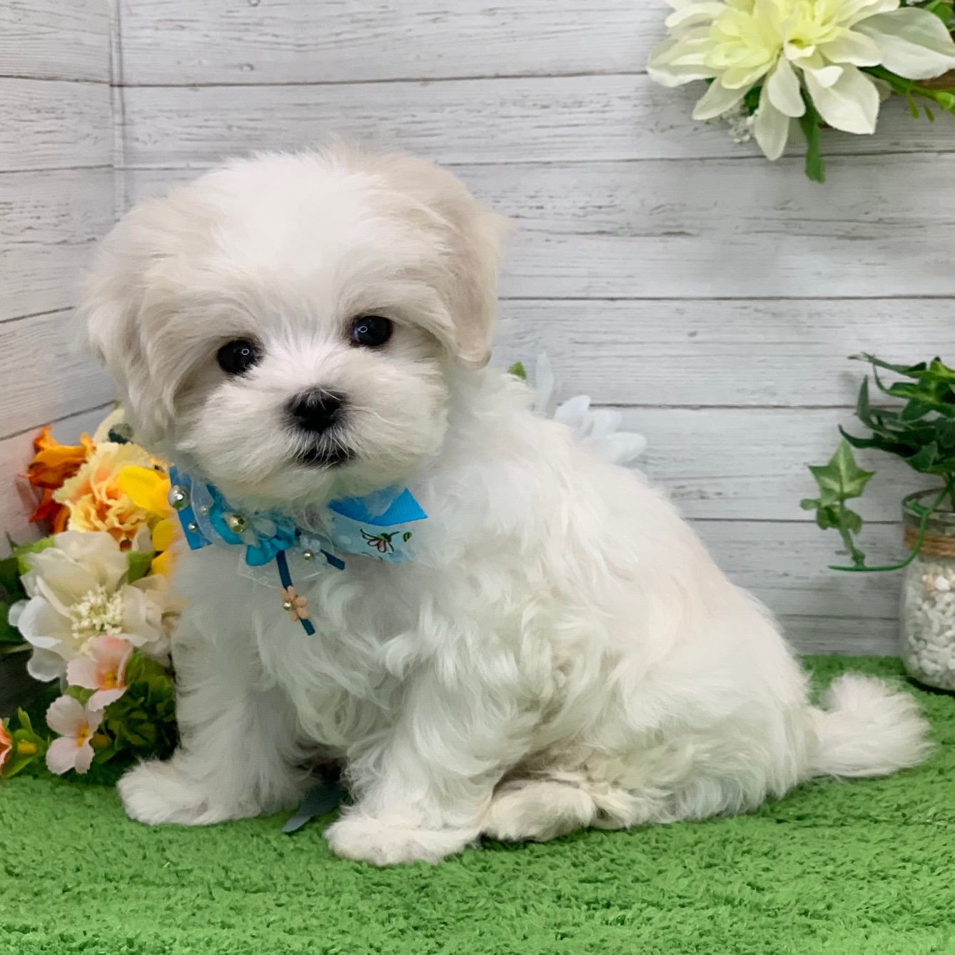 兵庫県のマルチーズ (ペッツワン神戸ひよどり台店/2026年2月11日生まれ/男の子/ホワイト)の子犬の2枚目の画像