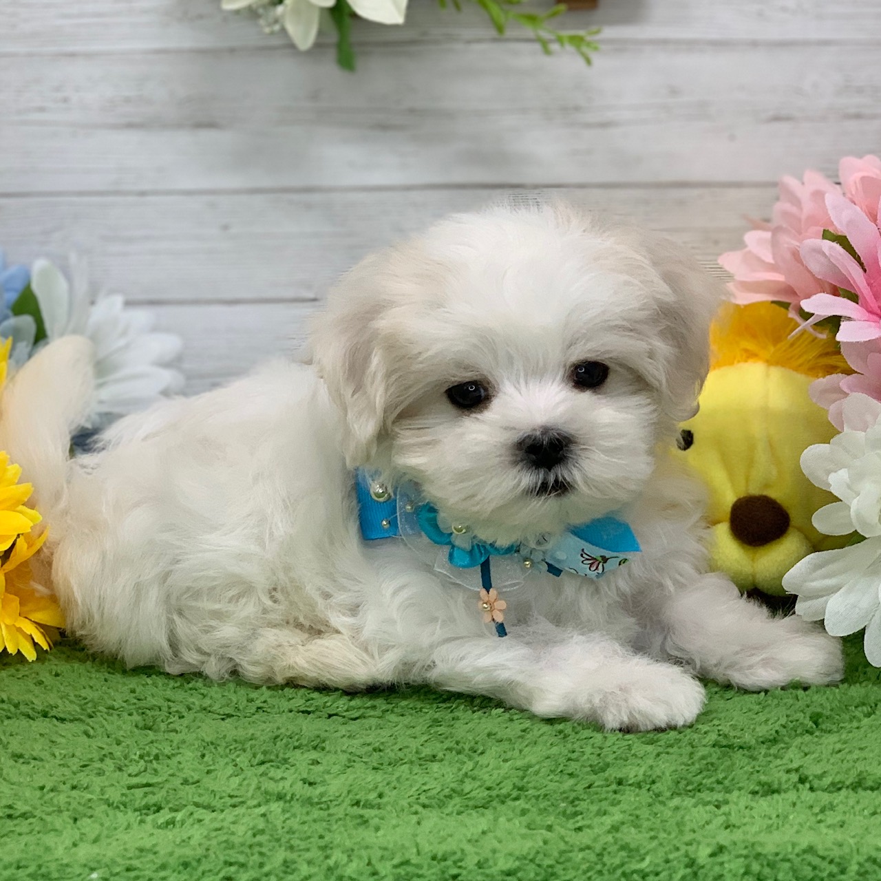 兵庫県のマルチーズ (ペッツワン神戸ひよどり台店/2026年2月11日生まれ/男の子/ホワイト)の子犬の3枚目の画像